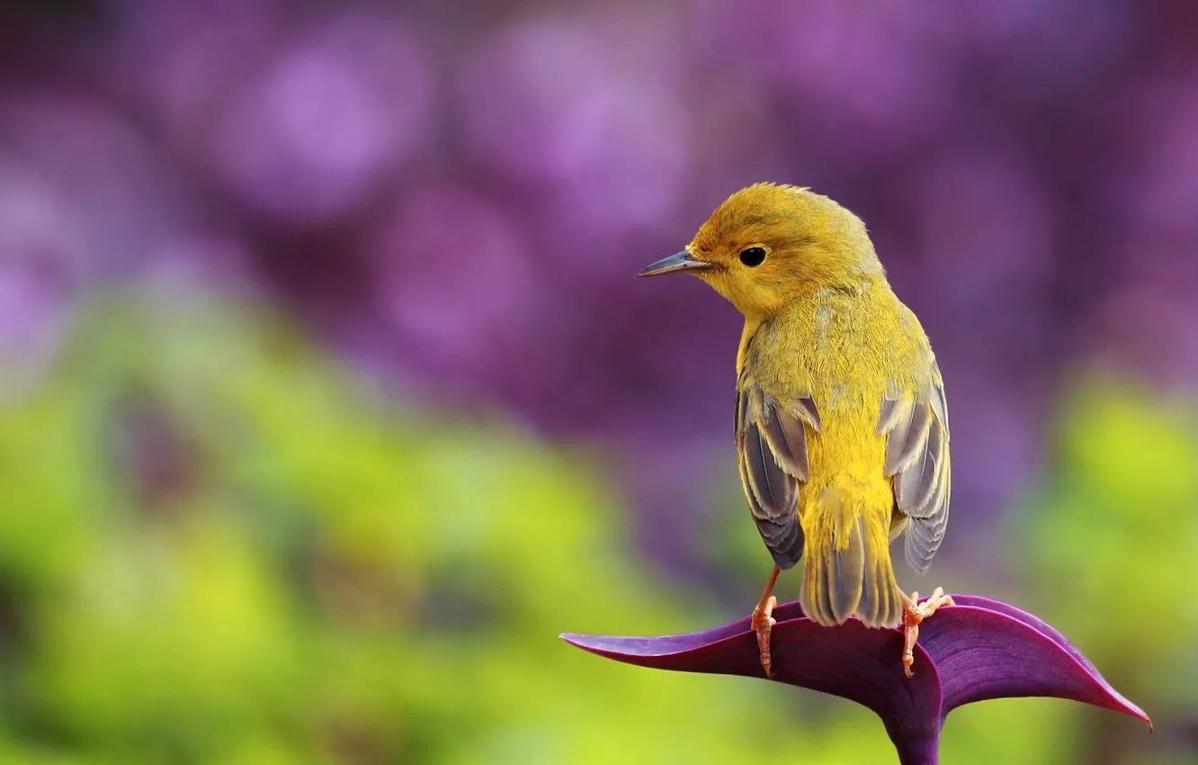 Фото обои фон, сиреневый, птица, листок, серая, птичка, желтая
