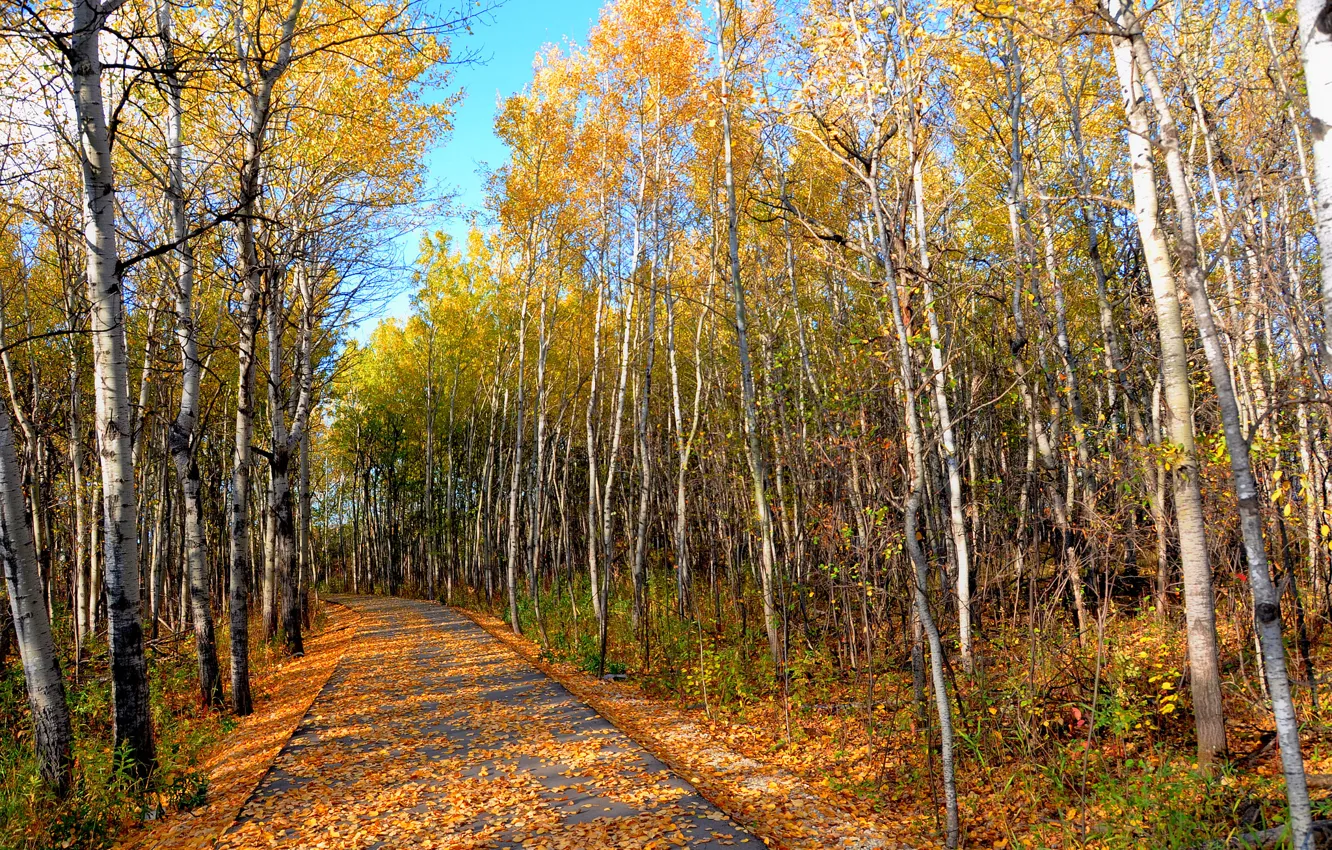 Фото обои дорога, осень, лес, небо, листья, деревья, парк, роща