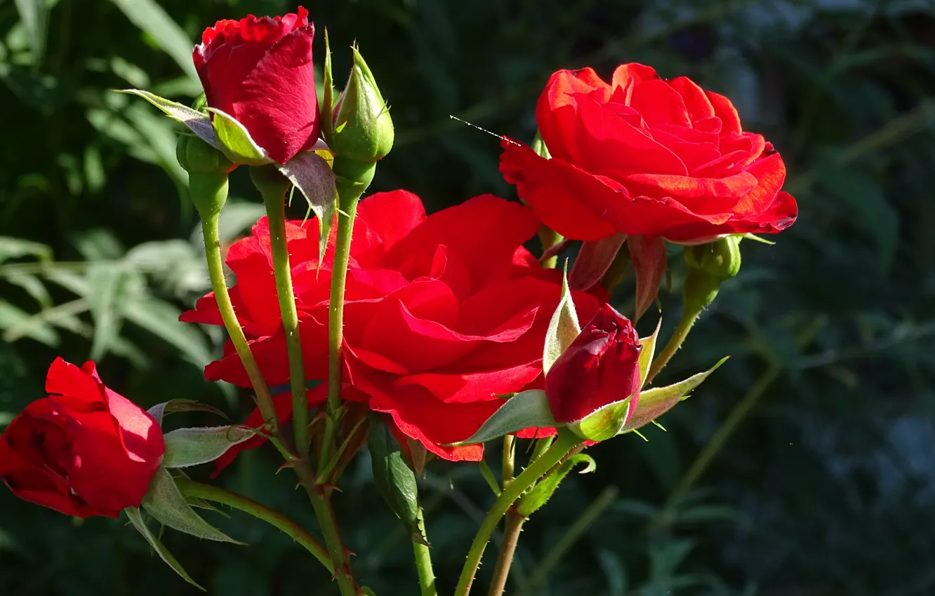 Фото обои бутоны, Bokeh, Красные розы, Red roses