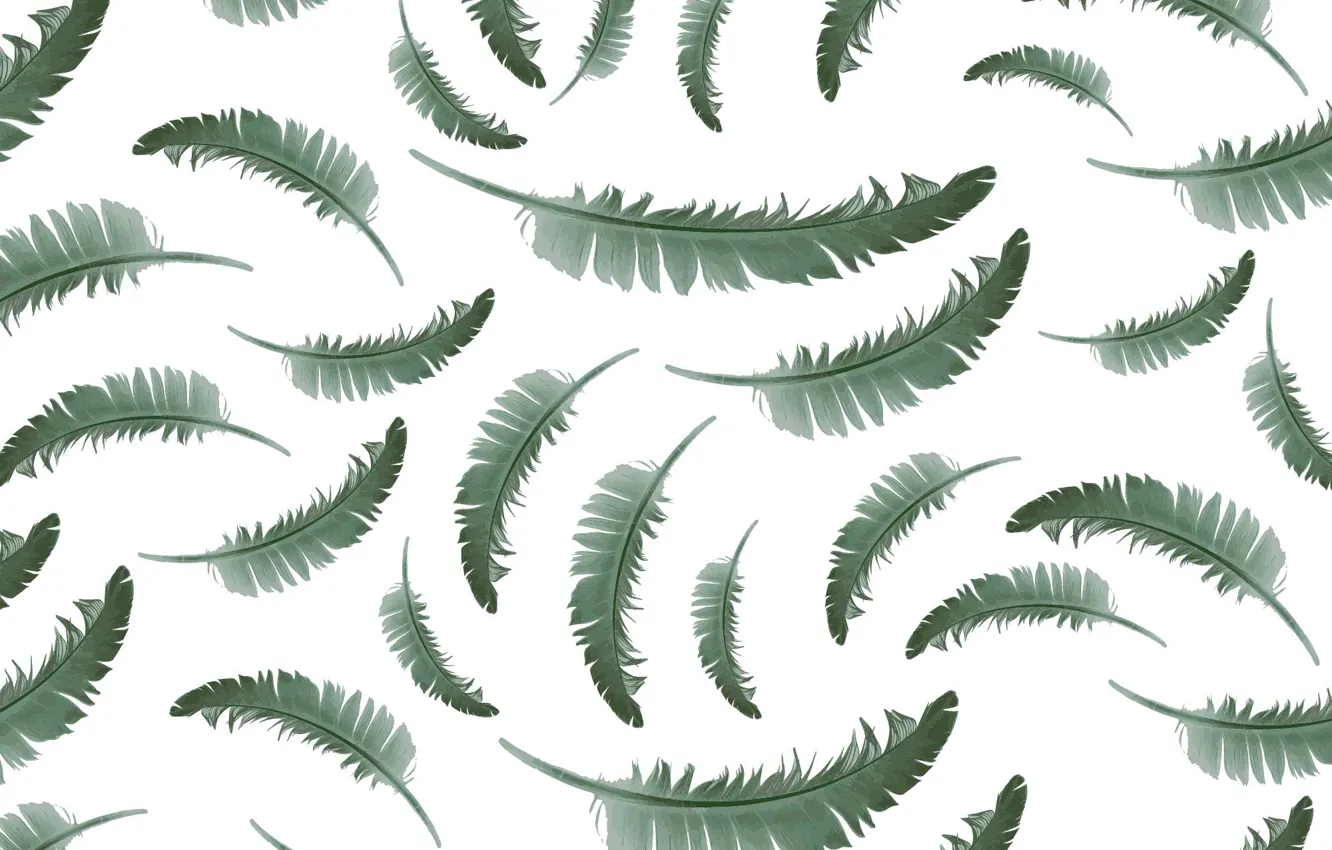 Фото обои перо, текстура, белый фон, background, pattern, feather