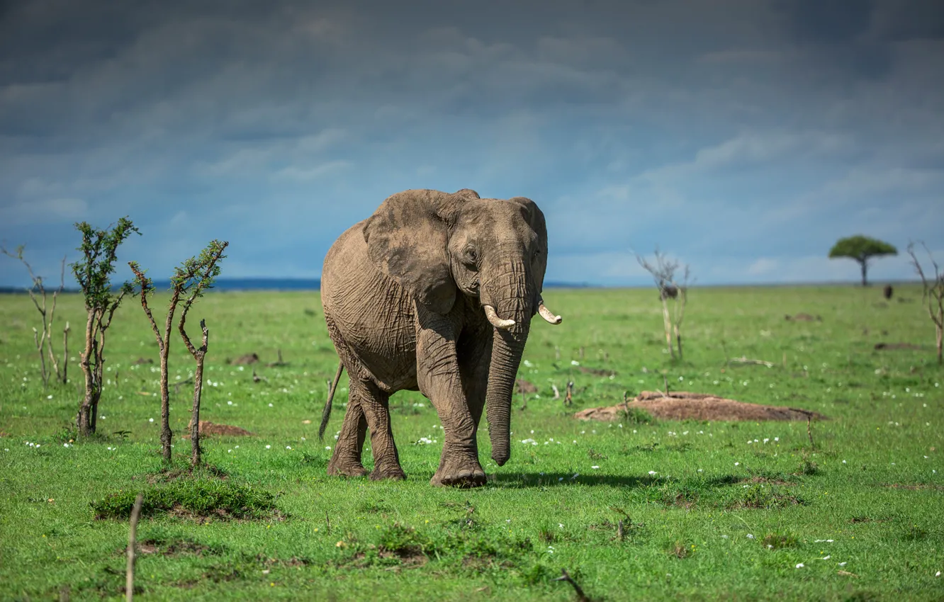 Фото обои зелень, небо, трава, облака, слон, Африка, луга, Кения