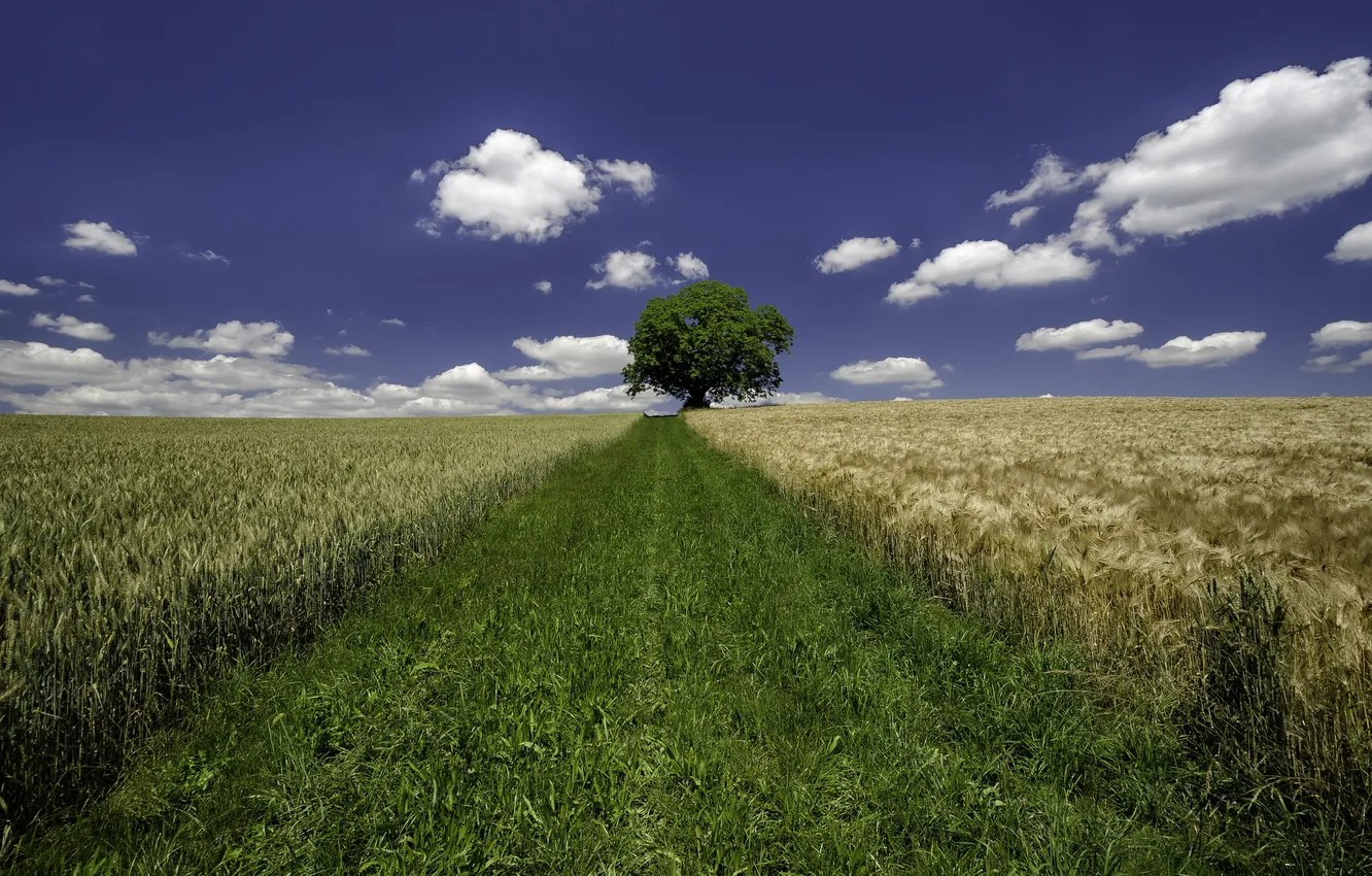 Фото обои пшеница, поле, небо, трава, облака, дерево, ферма, поле пшеницы