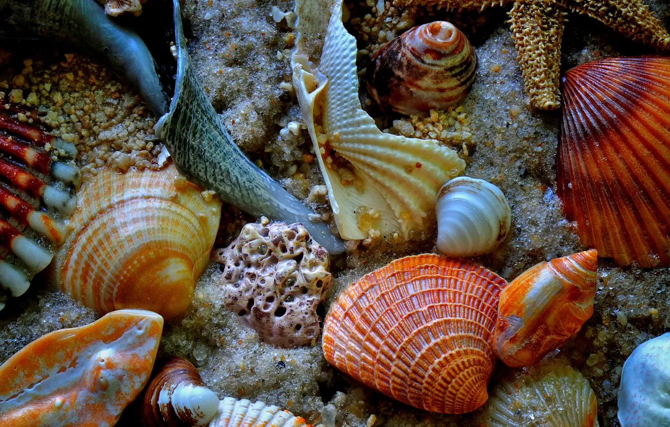Фото обои песок, море, дно, раковина, ракушки