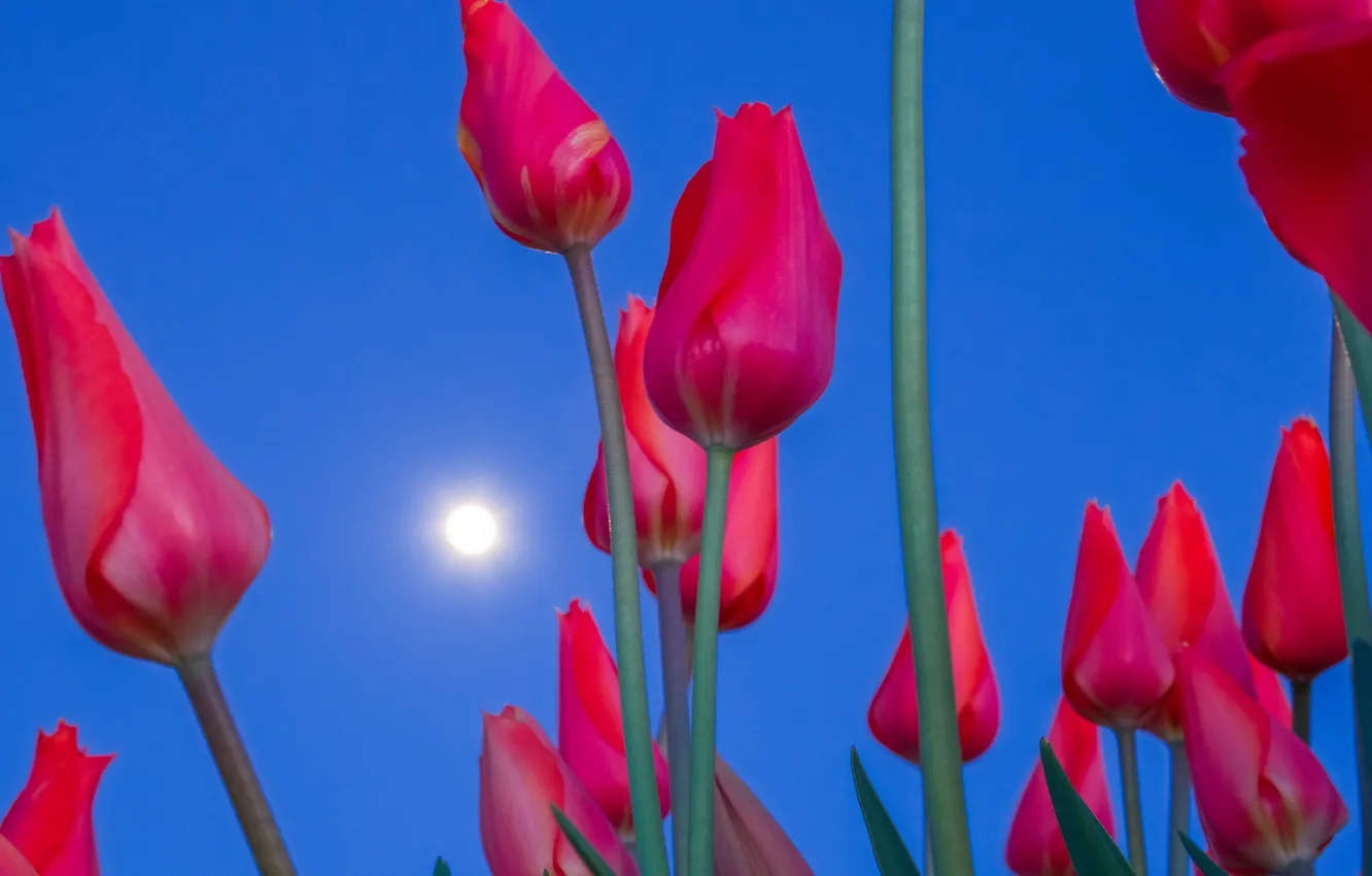 Фото обои небо, луна, лепестки, стебель, тюльпаны