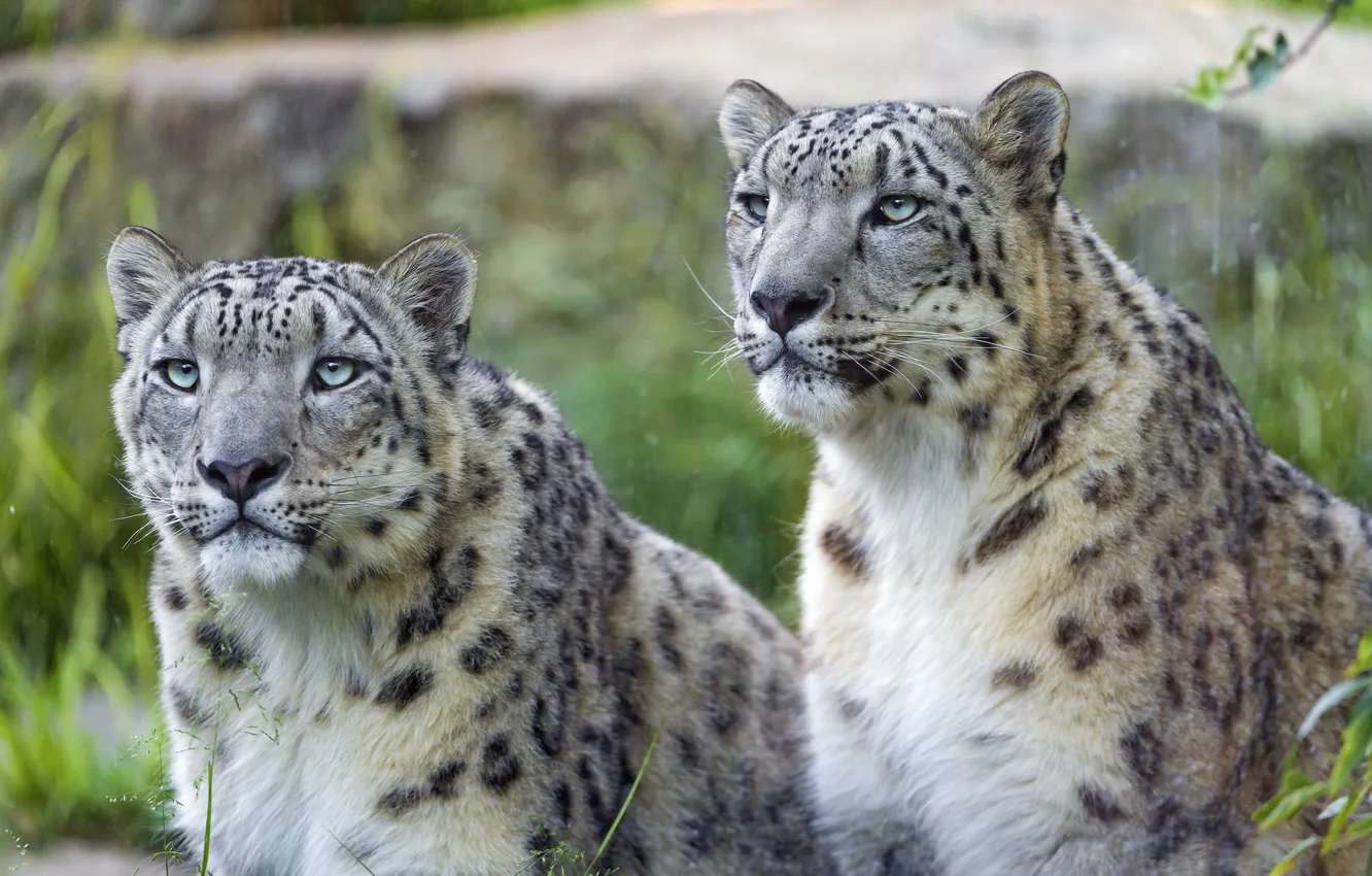 Фото обои взгляд, кошки, пара, ирбис, снежный барс, ©Tambako The Jaguar