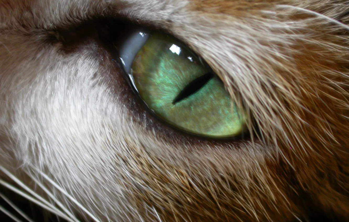 Фото обои усы, зеленый, животное, кошачий глаз