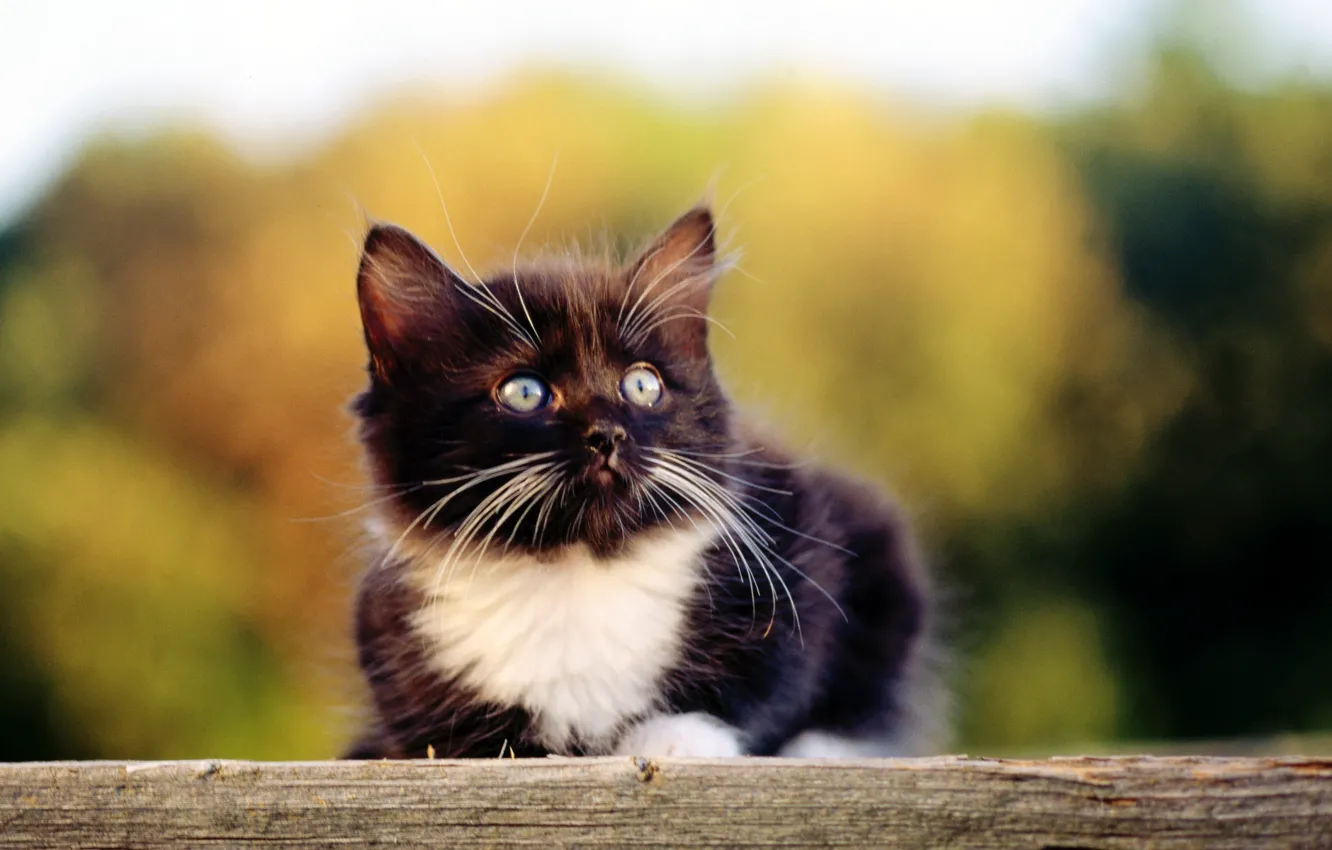 Фото обои кошка, кот, котенок, черный, киска, киса, cat, котэ