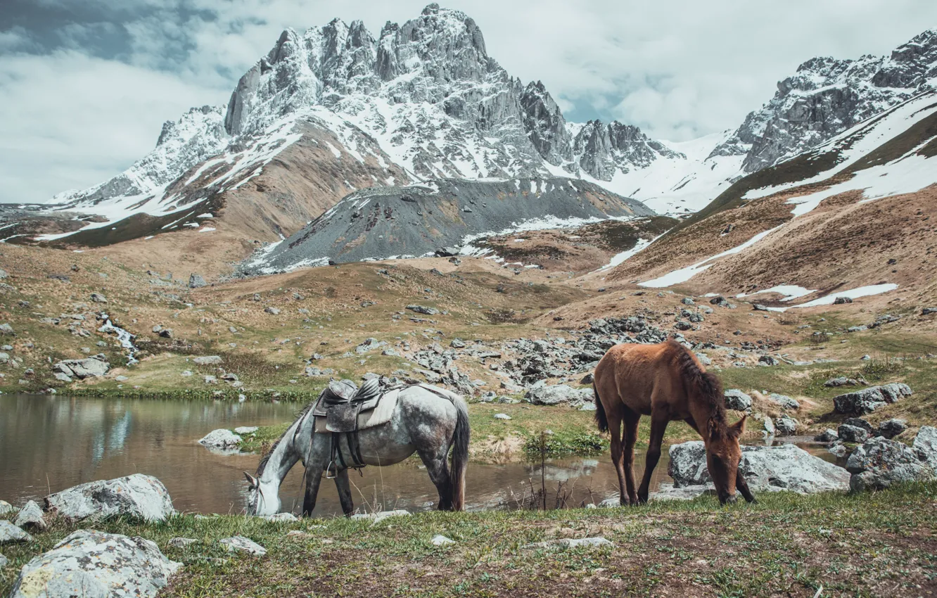 Фото обои снег, горы, лошади, Грузия, водоём