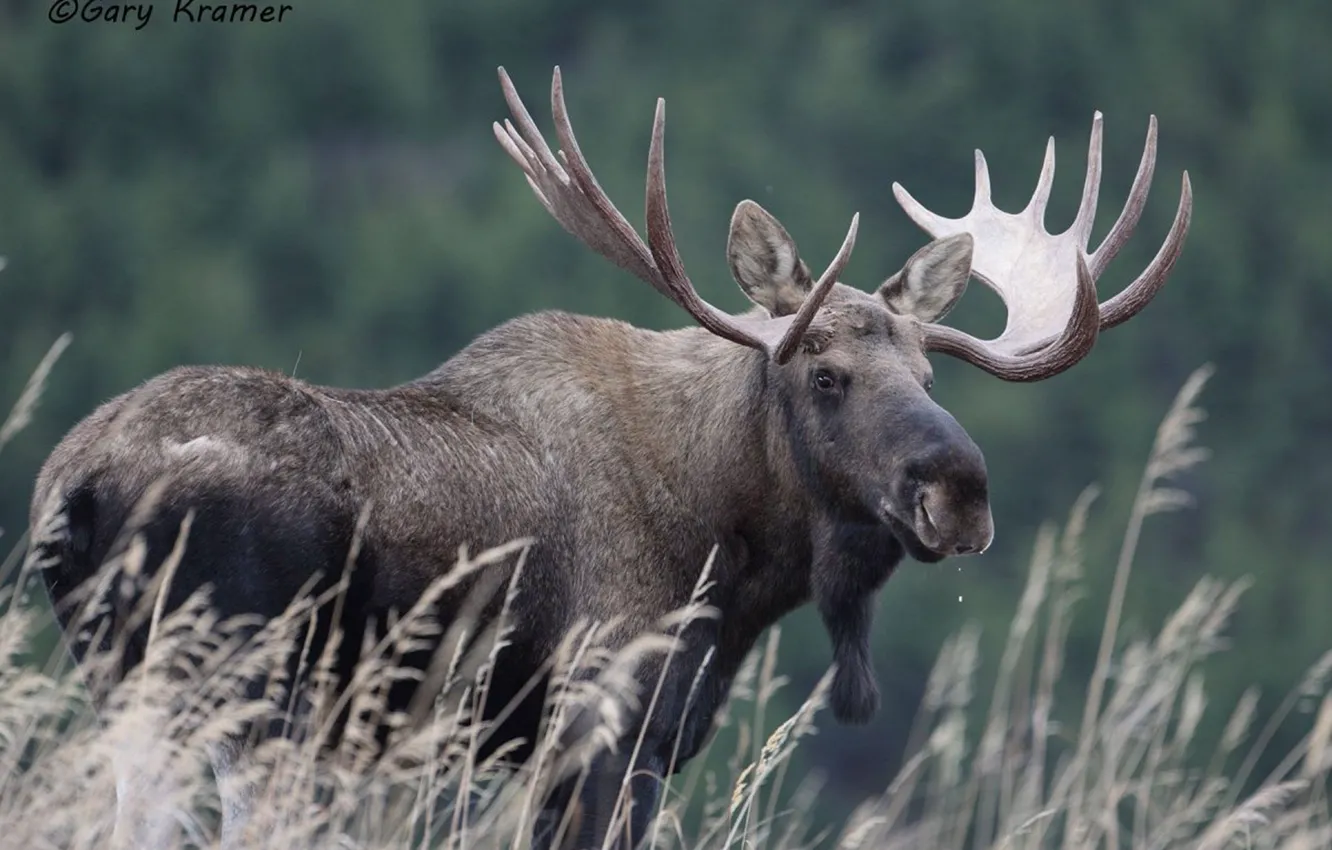 Фото обои big, canada, animal, deer, wildlife, moose
