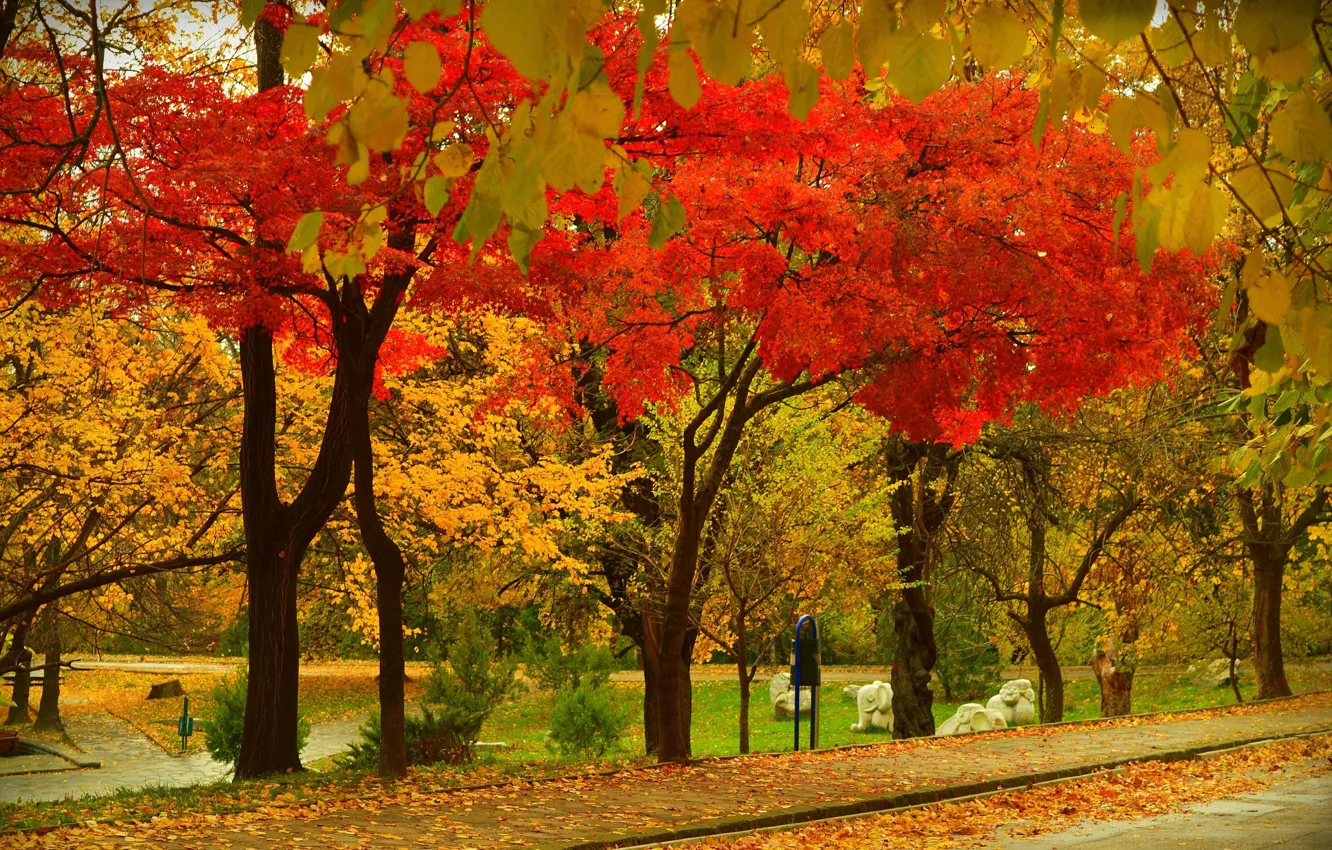 Фото обои Осень, Деревья, Парк, Fall, Листва, Park, Autumn, Colors