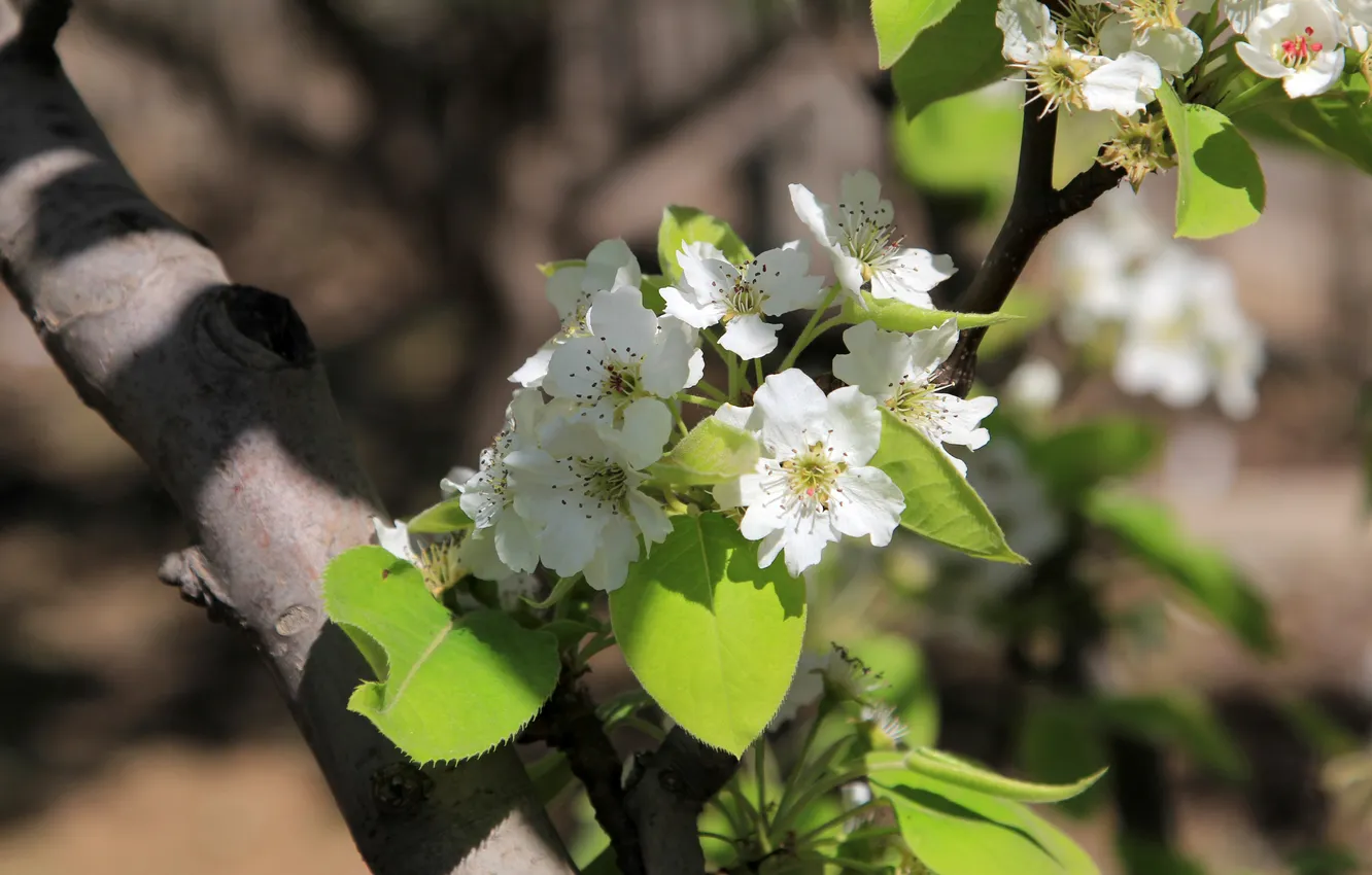 Фото обои green, white, pink, flowers, china, pear, natural