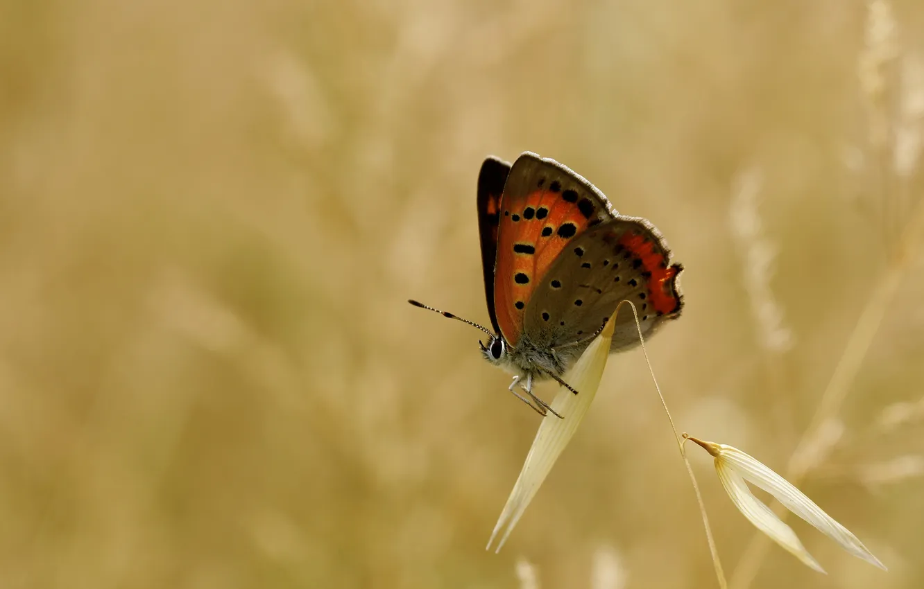 Фото обои фон, бабочка, колосок