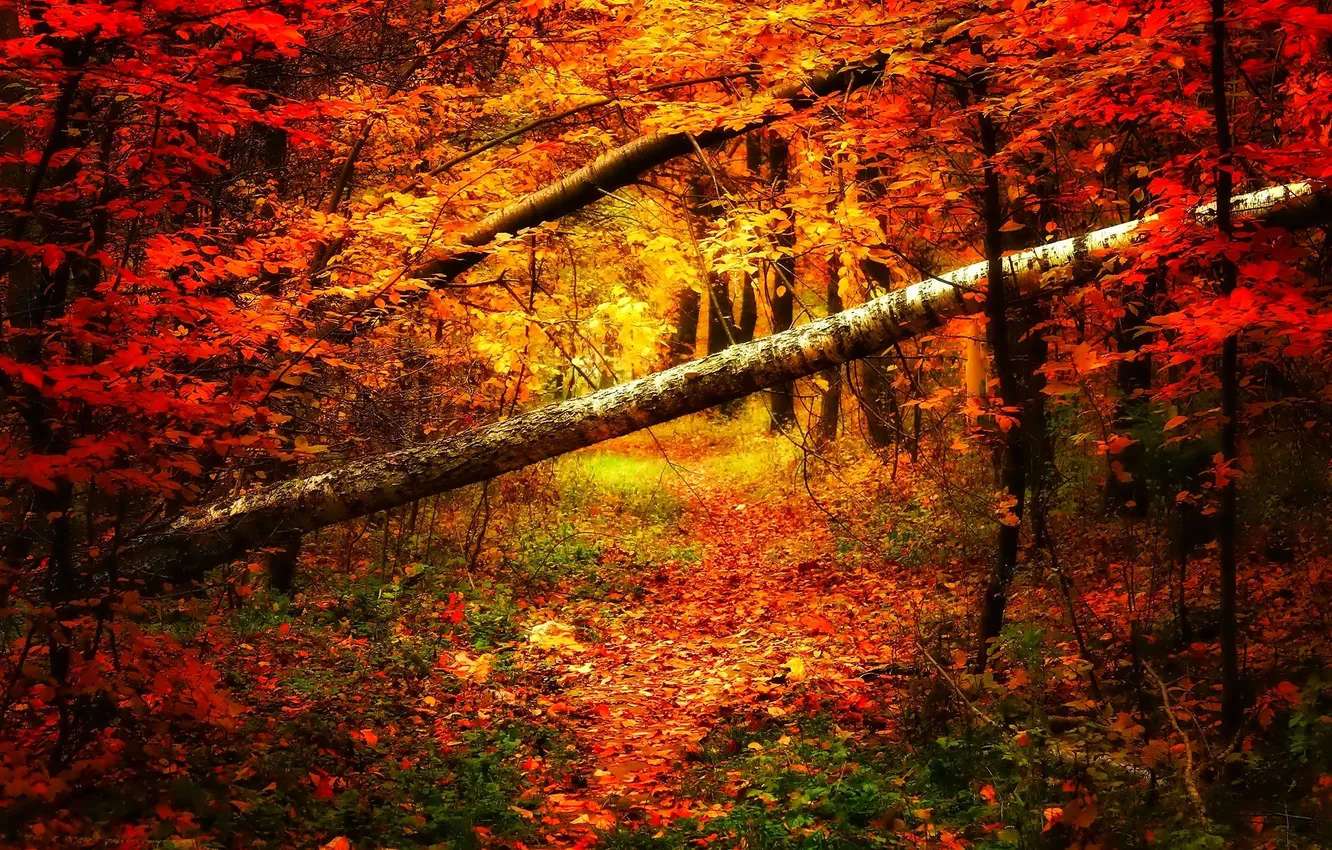 Фото обои осень, лес, деревья, просека