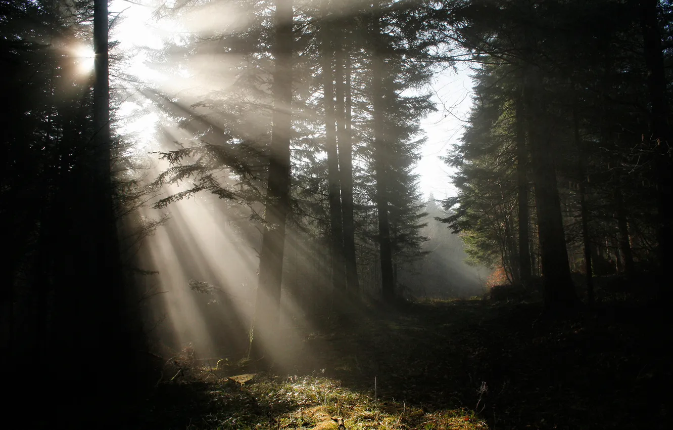 Фото обои лес, лучи, свет, природа