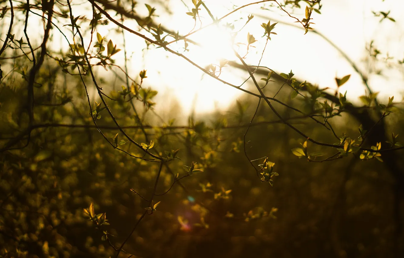 Фото обои листья, солнце, ветви, Природа