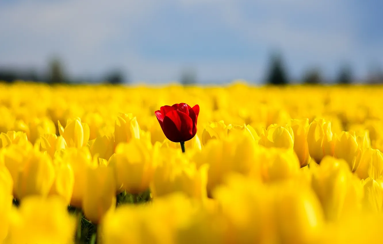 Фото обои поле, цветы, весна, желтые, тюльпаны