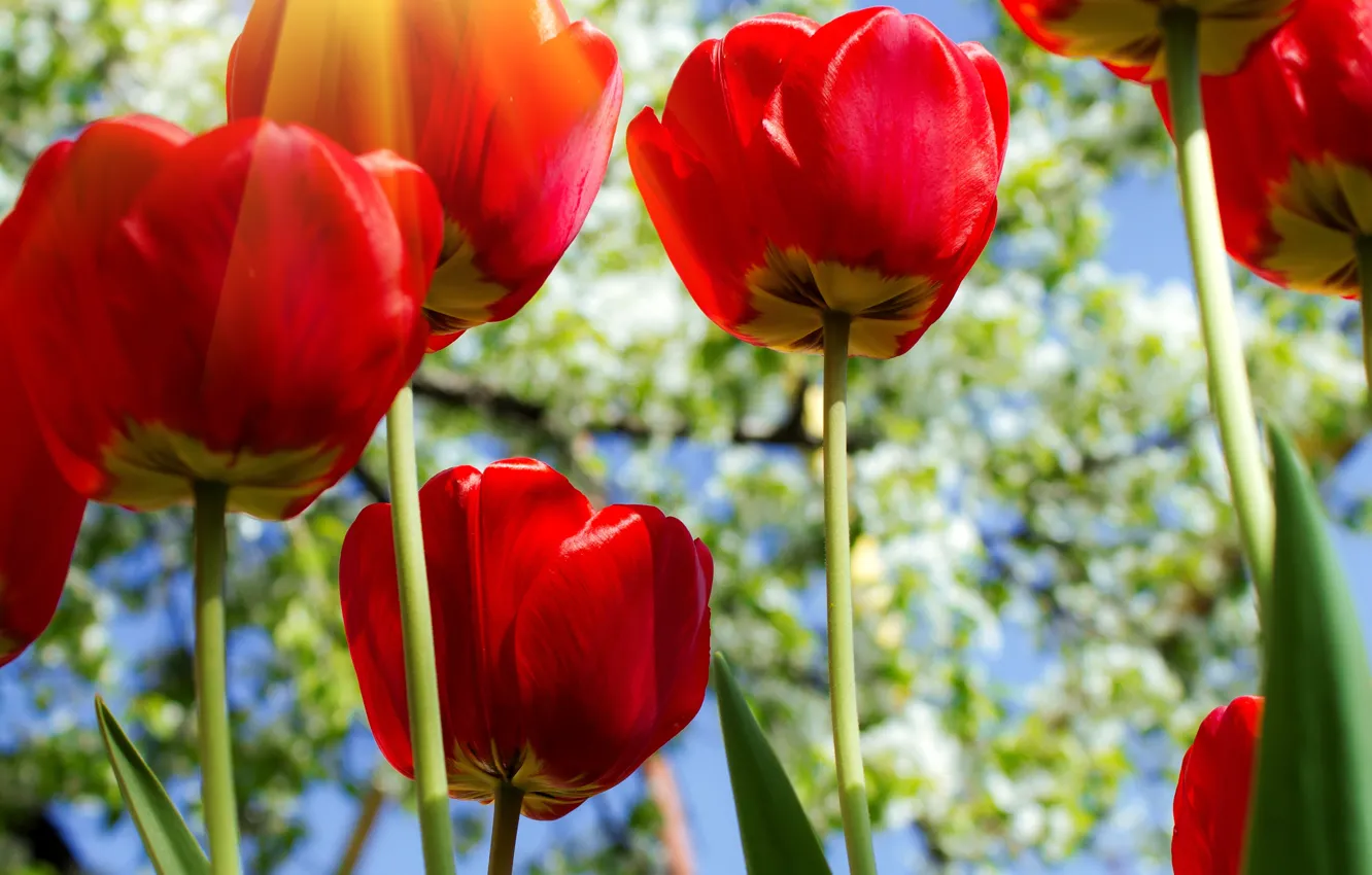 Фото обои солнце, лучи, цветы, природа, красные тюльпаны