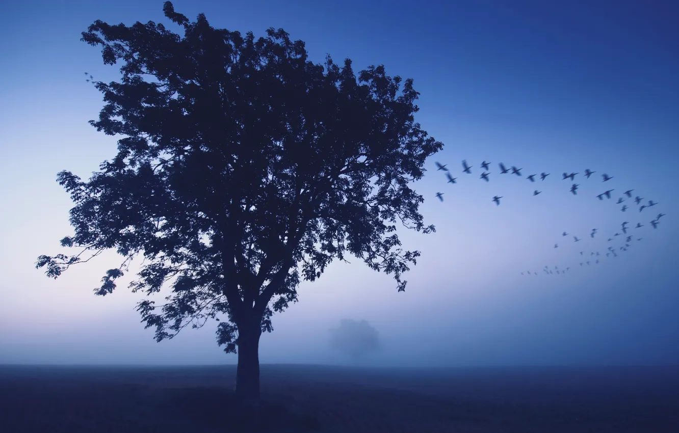 Фото обои птицы, туман, дерево