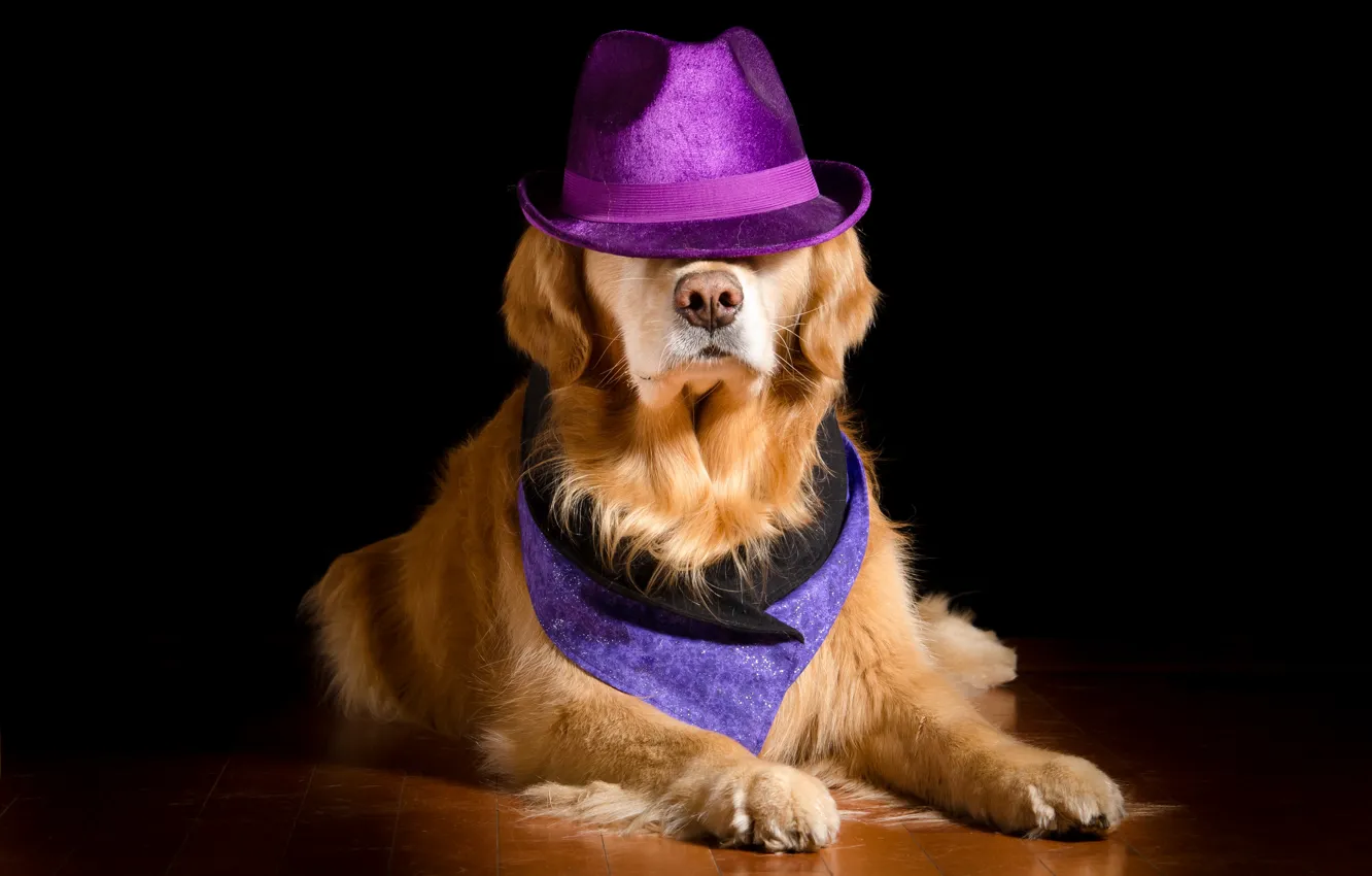 Фото обои фон, собака, шляпа, нос