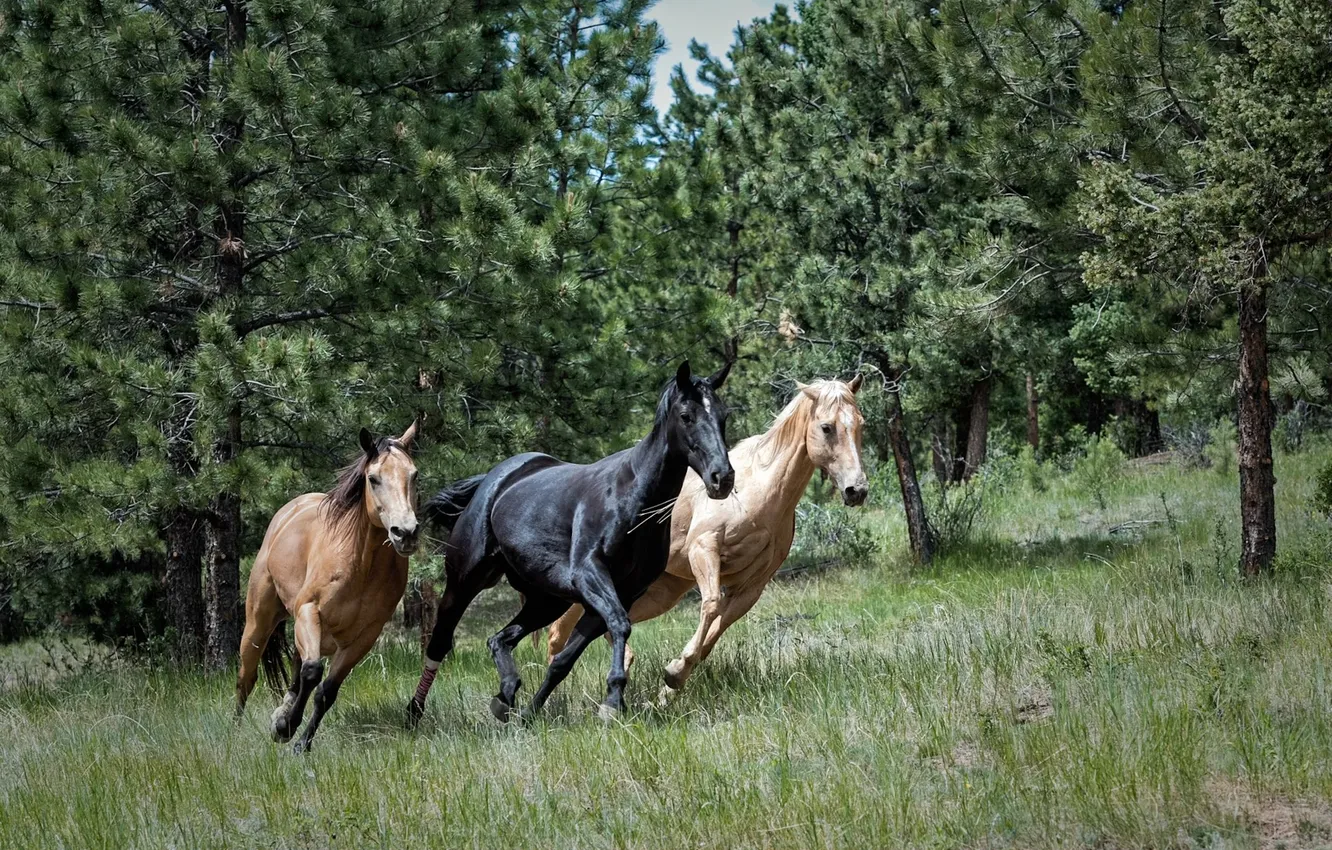 Фото обои nature, horses, animal, horse
