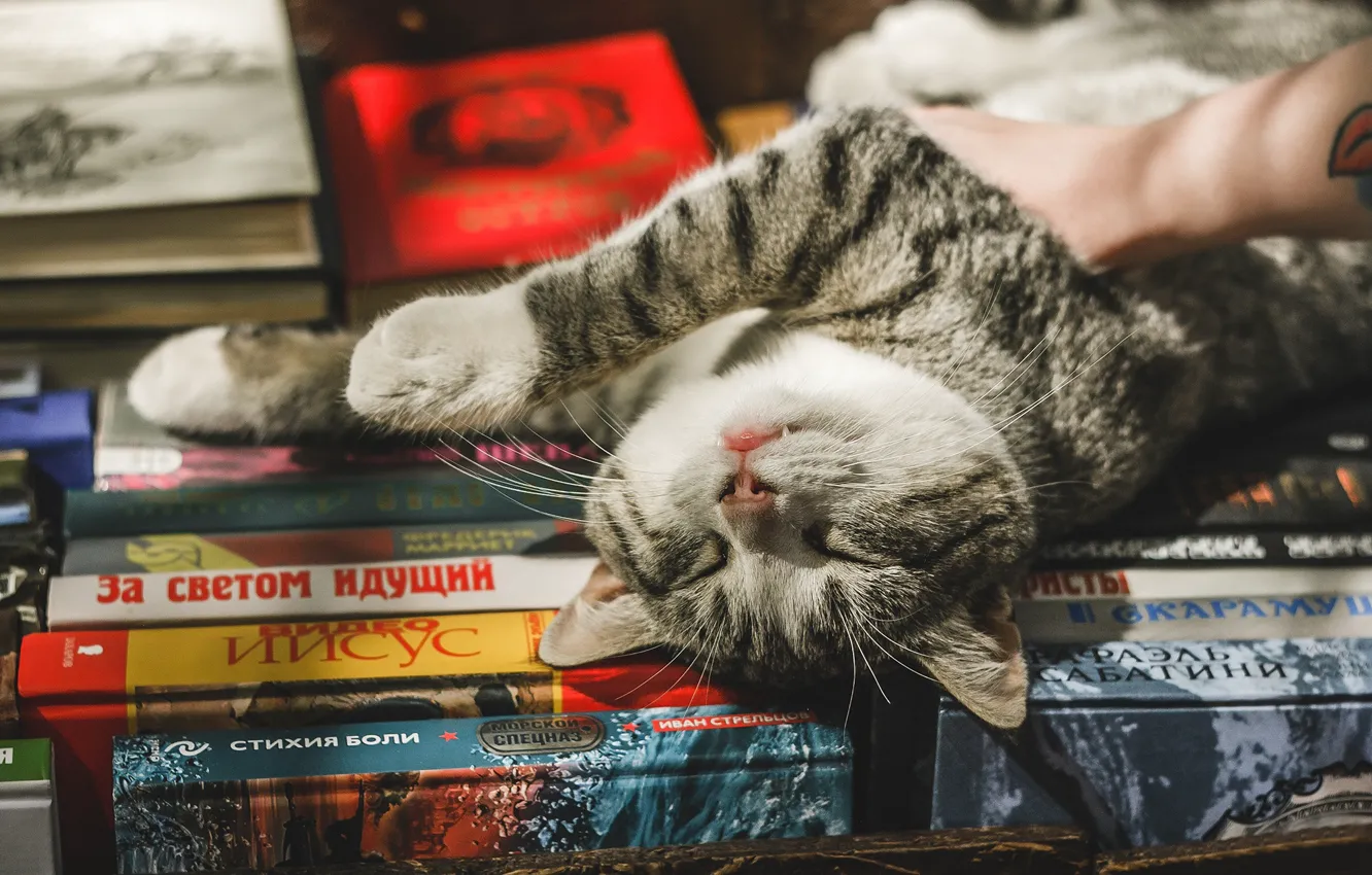 Фото обои кошка, кот, релакс, книги, расслабон, котейка