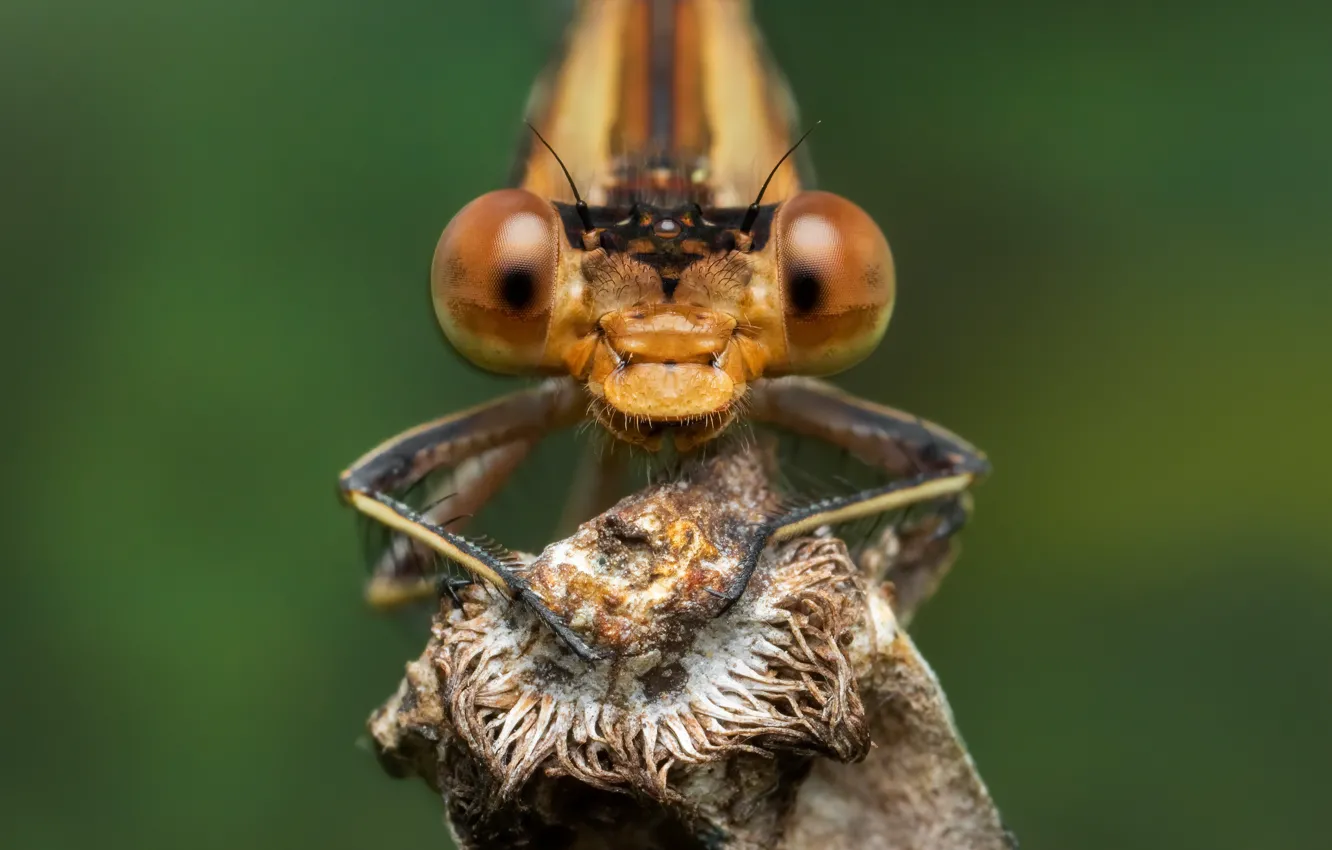 Фото обои макро, природа, насекомое