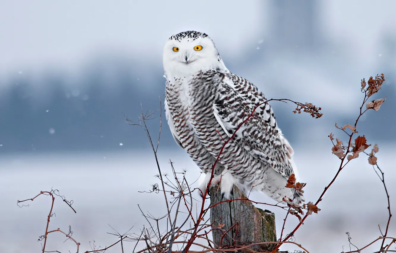 Фото обои зима, снег, ветки, птица, пень, полярная сова