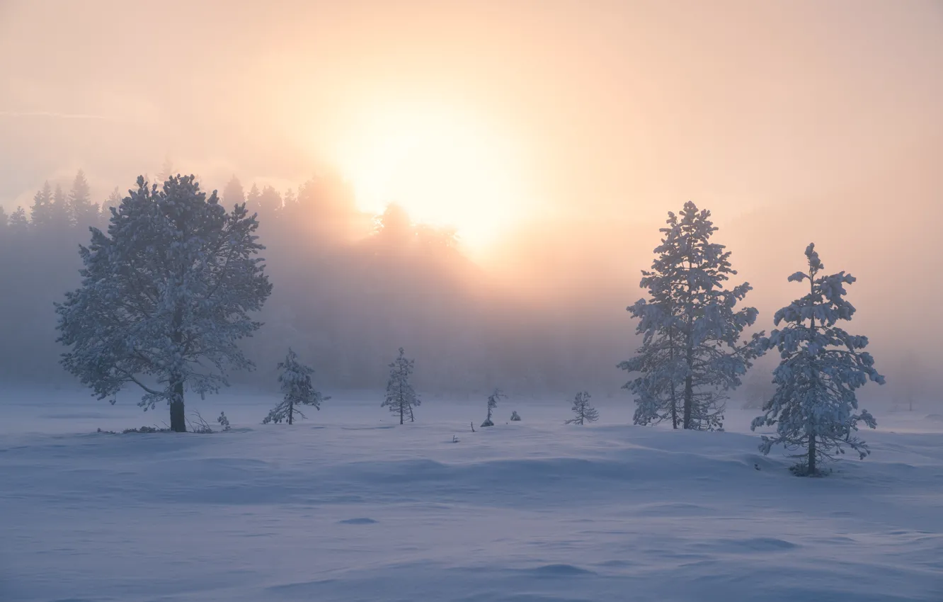 Фото обои зима, снег, деревья, туман, восход, рассвет, утро, Норвегия