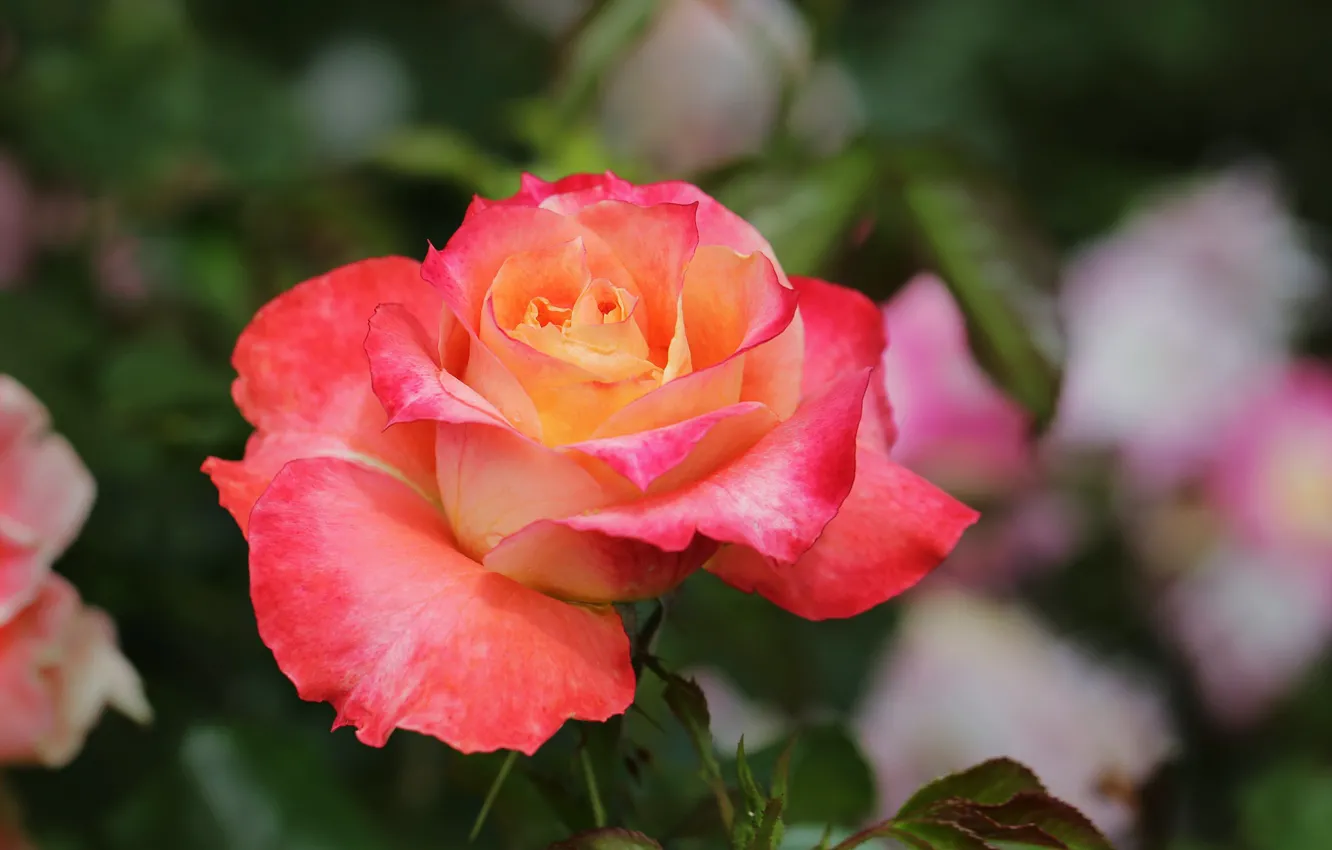 Фото обои роза, лепестки, красавица