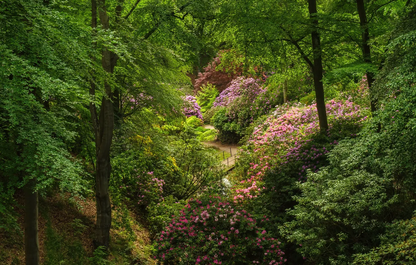 Фото обои зелень, деревья, мост, пруд, парк, Швеция, кусты, рододендроны