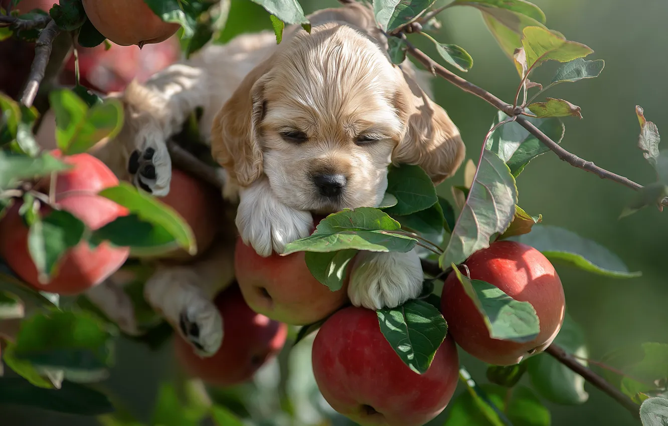 Фото обои ветки, яблоки, малыш, щенок, Светлана Писарева
