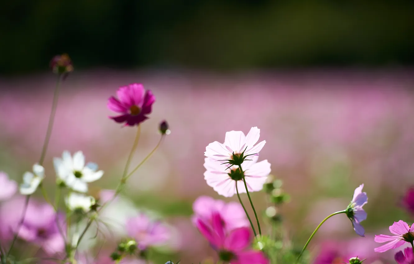 Фото обои поле, цветы, белые, космея, розовын