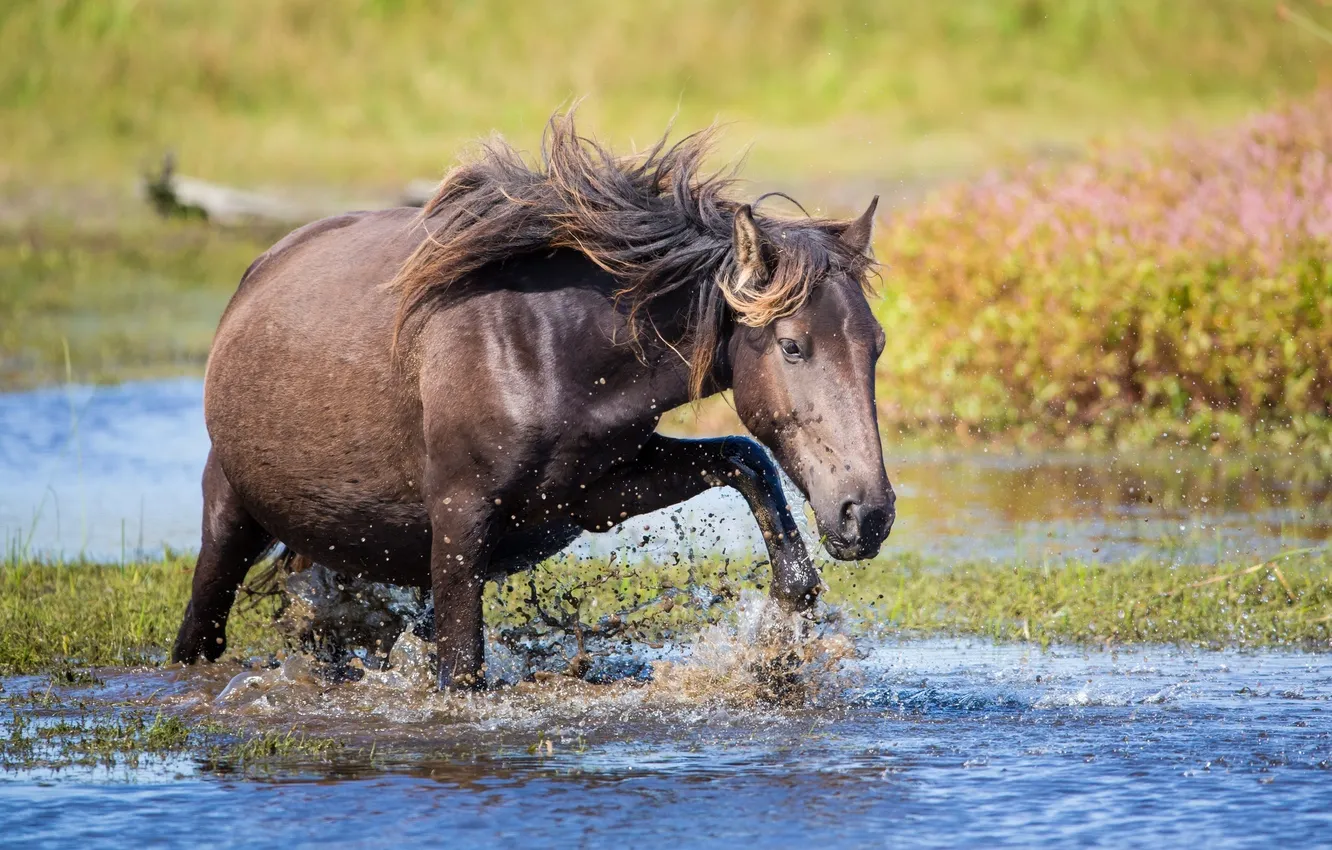 Фото обои вода, брызги, лошадь