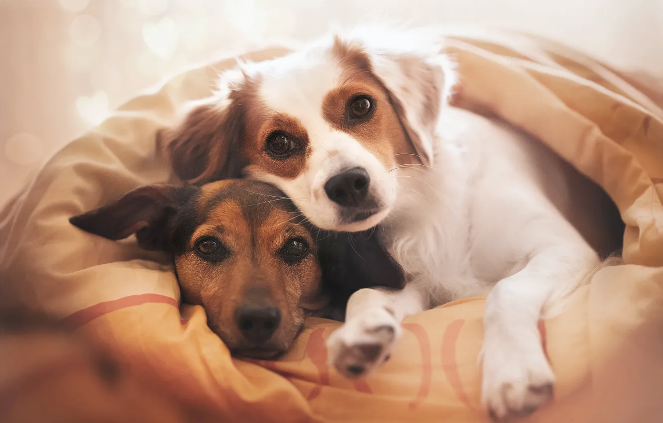 Фото обои одеяло, парочка, друзья, две собаки, мордашки