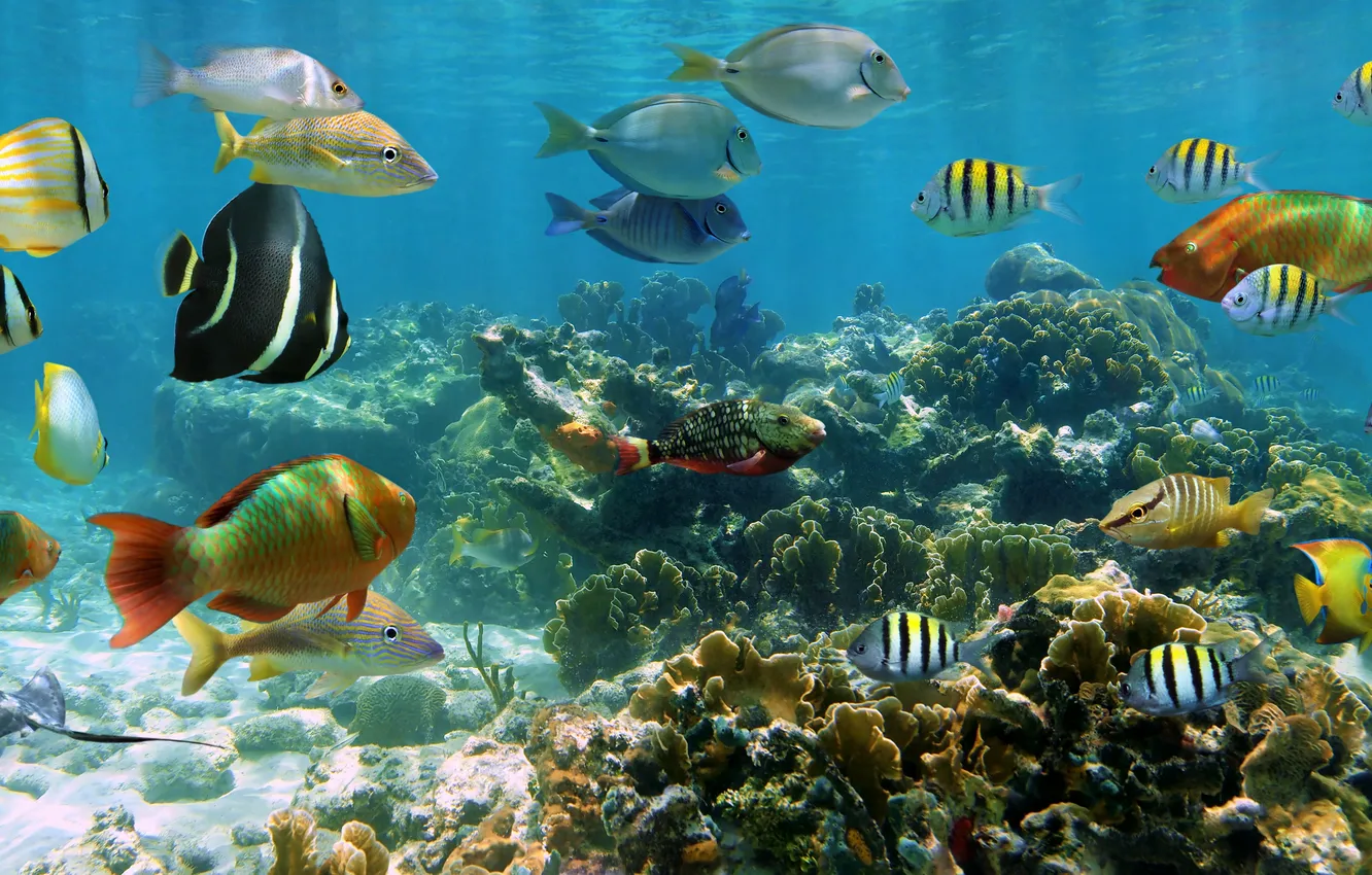 Фото обои fish, coral, coral reef, exotic, cozumel, coral reef fish, exotic fish