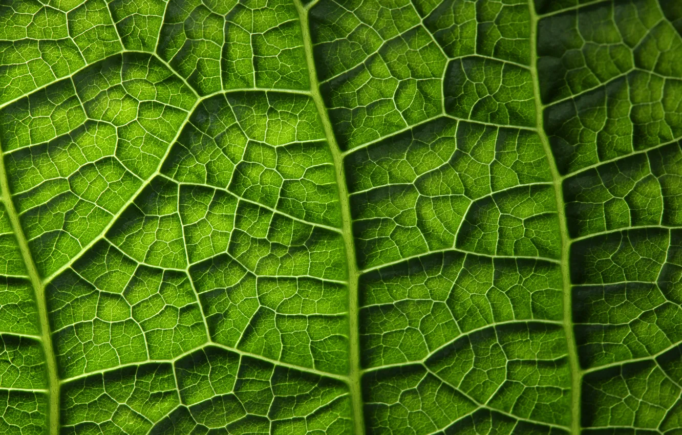 Фото обои green, leaf, plant