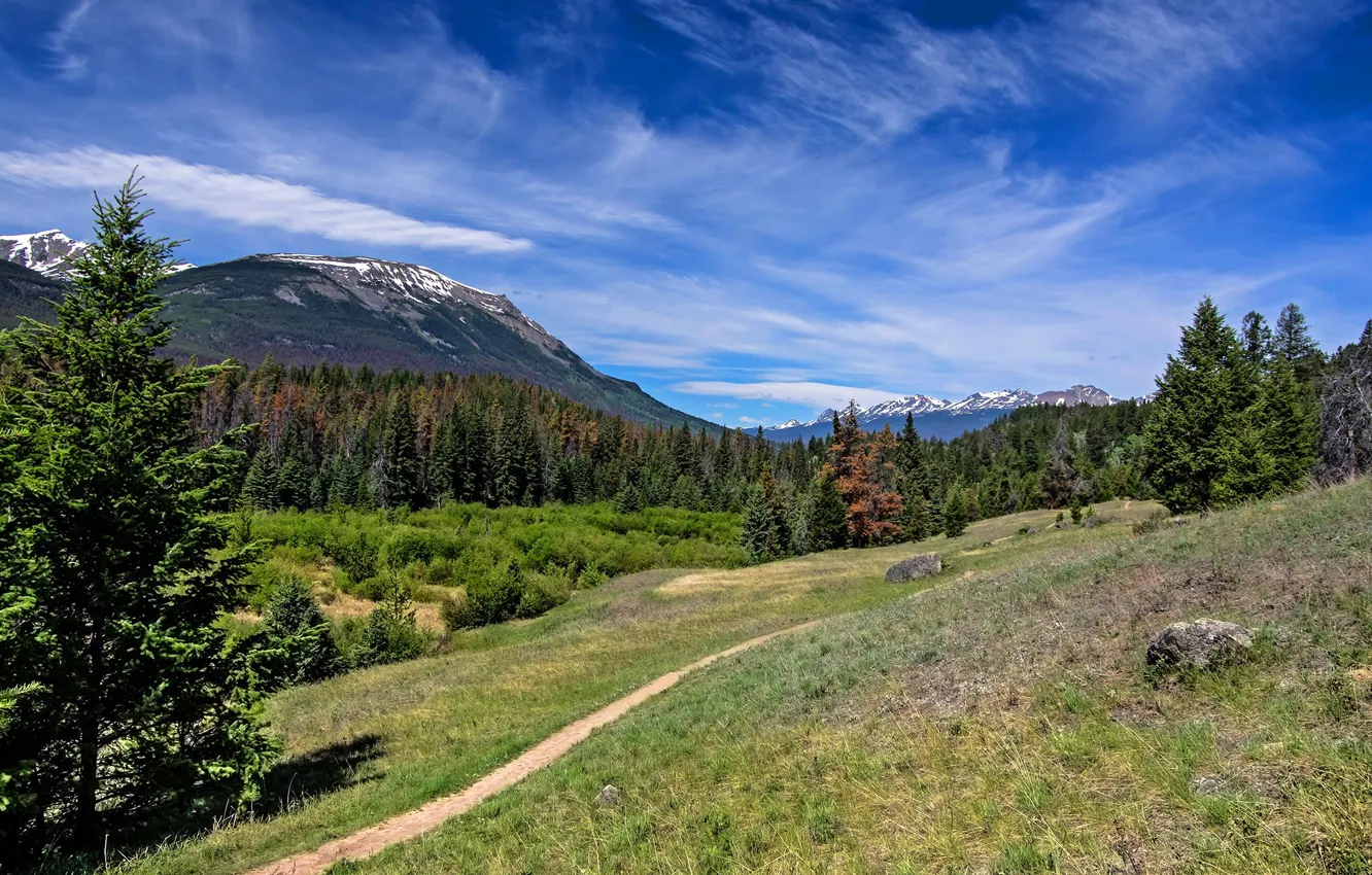 Фото обои зелень, лес, небо, трава, солнце, облака, деревья, горы