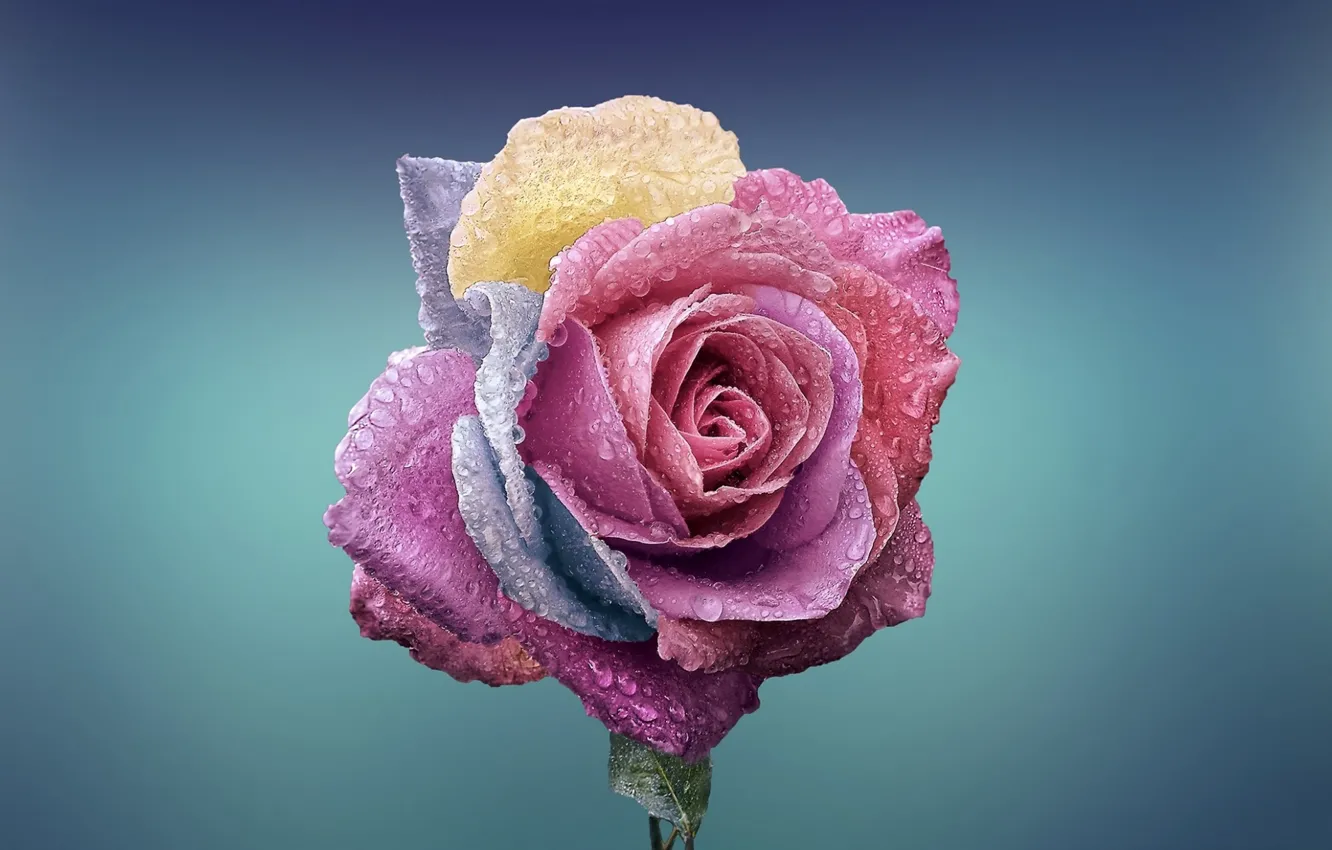 Фото обои капли, роса, краски, роза, лепестки