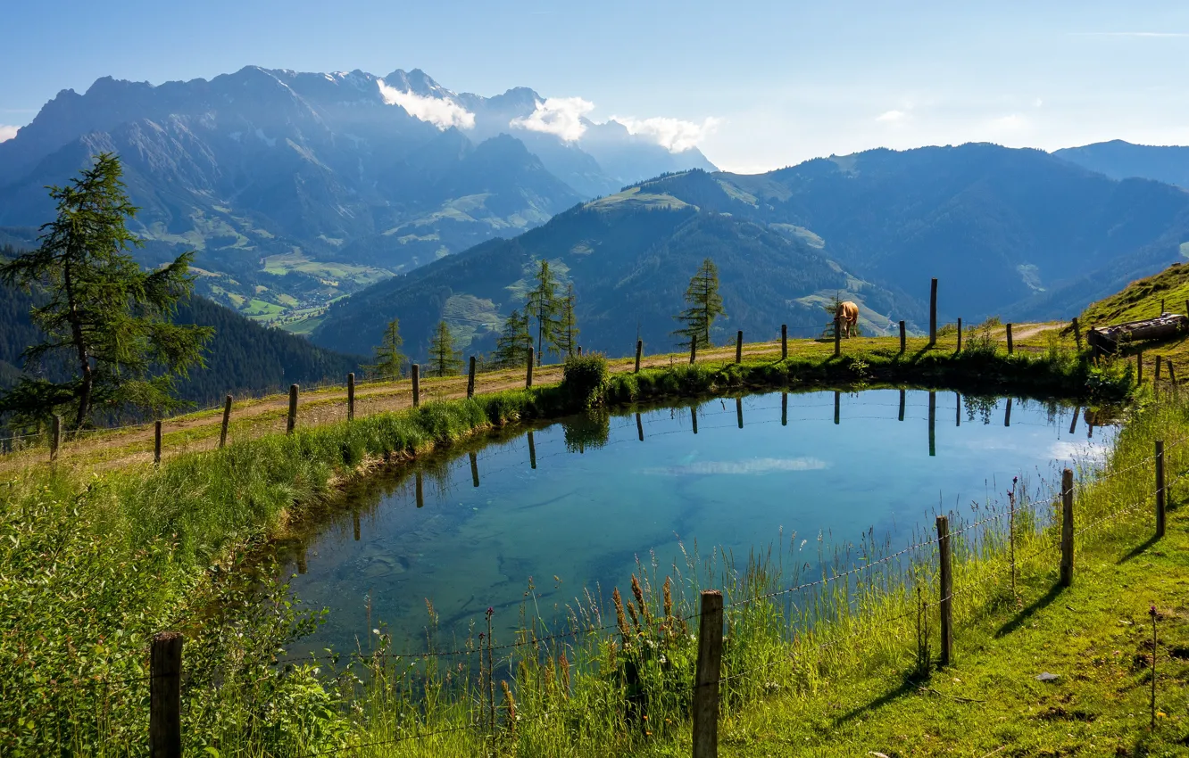 Фото обои зелень, лето, горы, озеро, синева, столбы, корова, Альпы