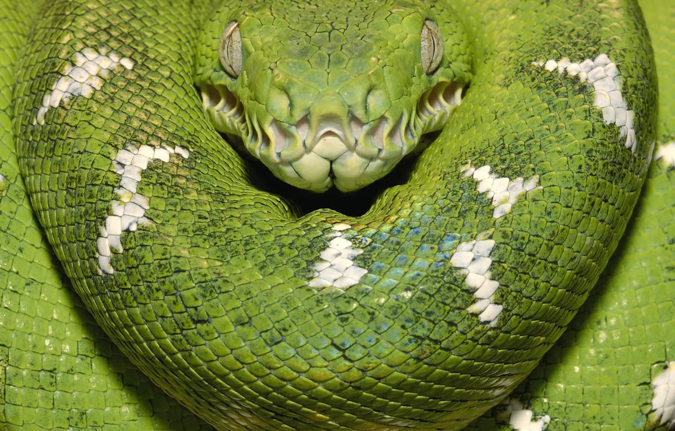 Фото обои зеленый, змея, Древесный Боа