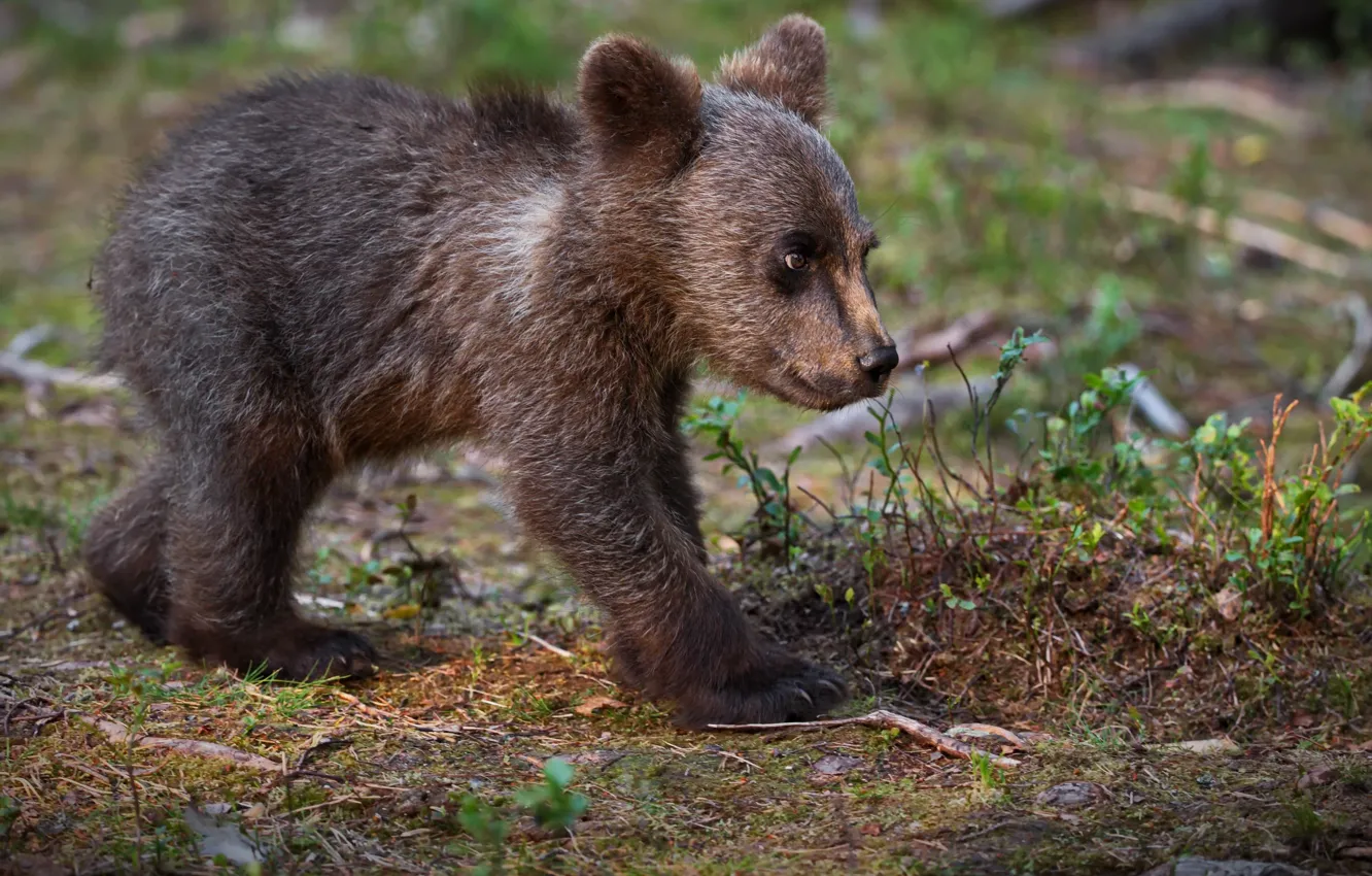 Фото обои природа, животное, хищник, медвежонок, детёныш, Александр Перов