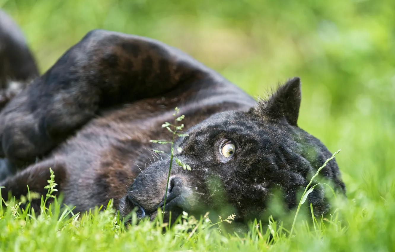 Фото обои кошка, трава, взгляд, морда, черный ягуар, ©Tambako The Jaguar