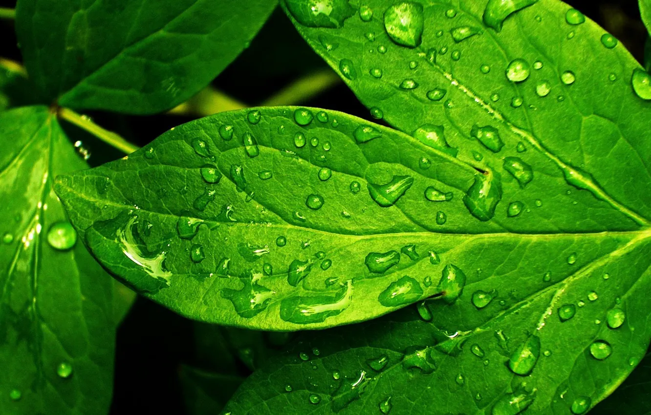 Фото обои зелень, капли, лист, роса