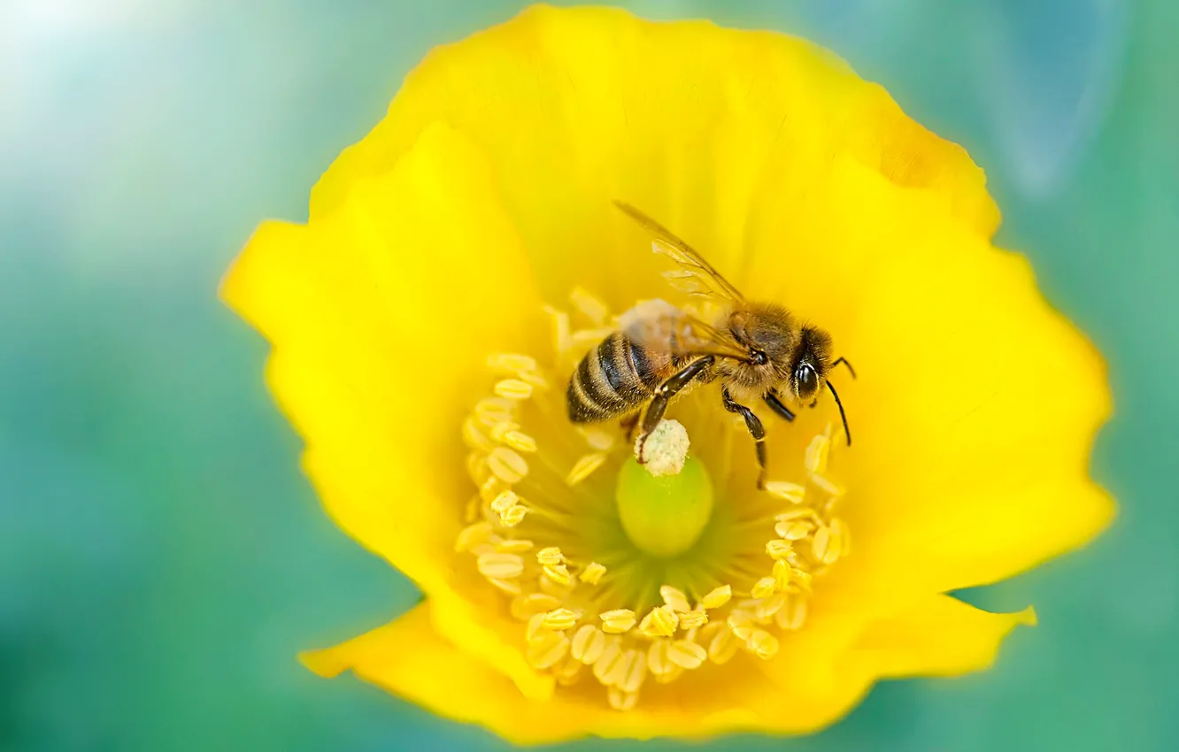Фото обои цветок, макро, желтый, пчела, фон, мак, размытие, насекомое