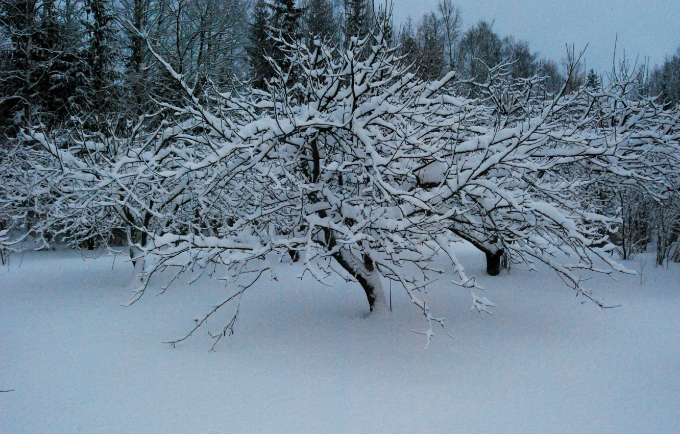 Фото обои холод, зима, снег, деревья, ветви, вечер, мороз, Nature