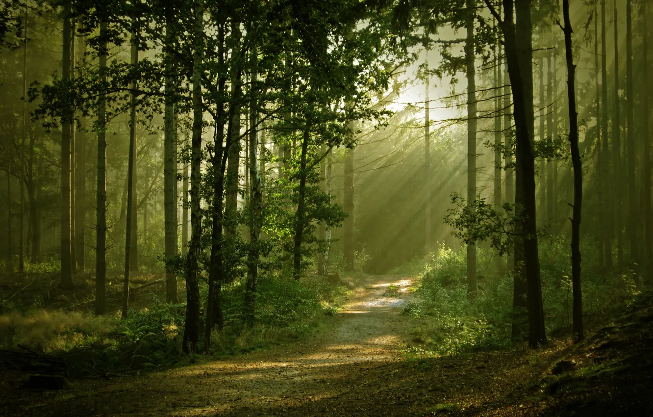 Фото обои лес, свет, природа, тропа