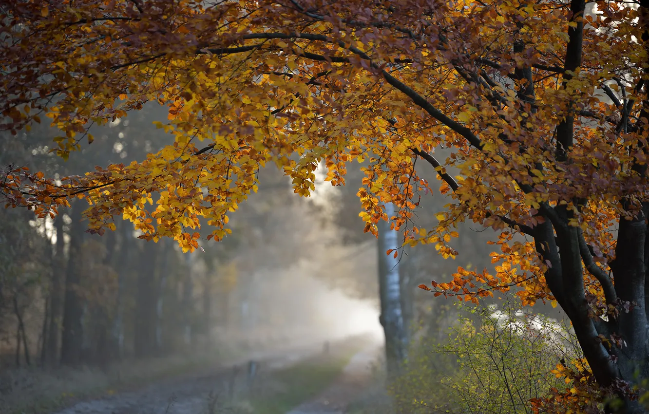 Фото обои осень, природа, дерево, листва, утро