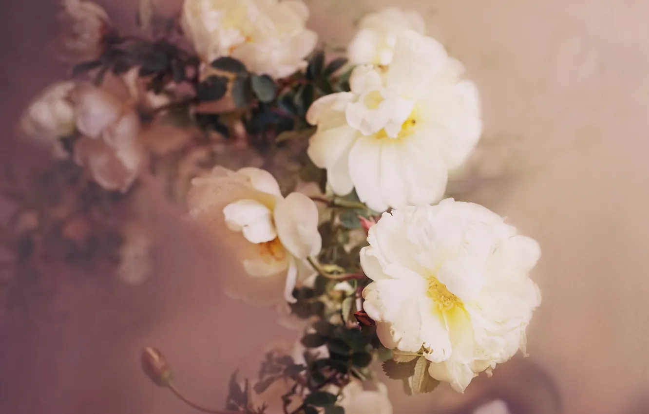 Фото обои цветы, розы, ветка, шиповник, белые