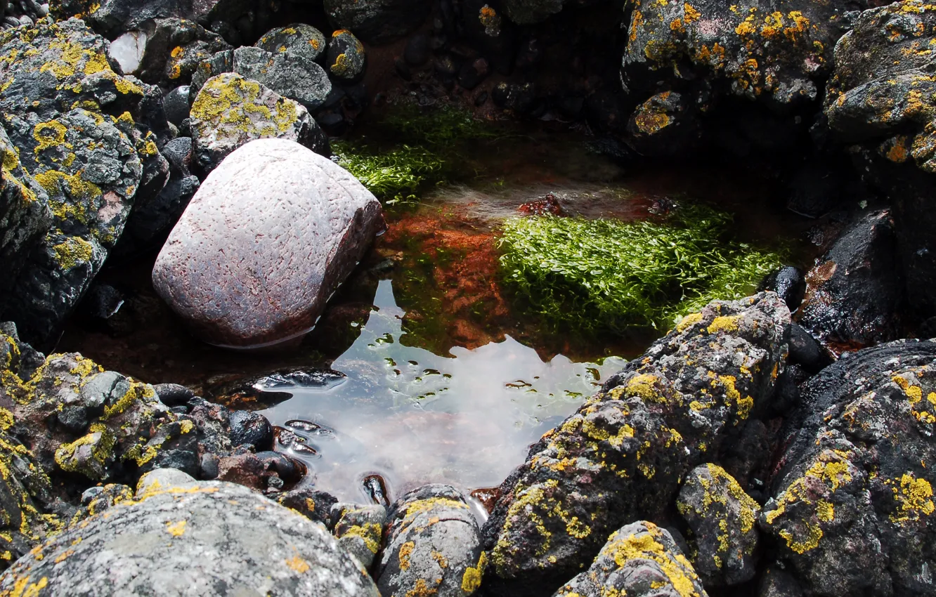 Фото обои вода, водоросли, Скалы, отражения отражений