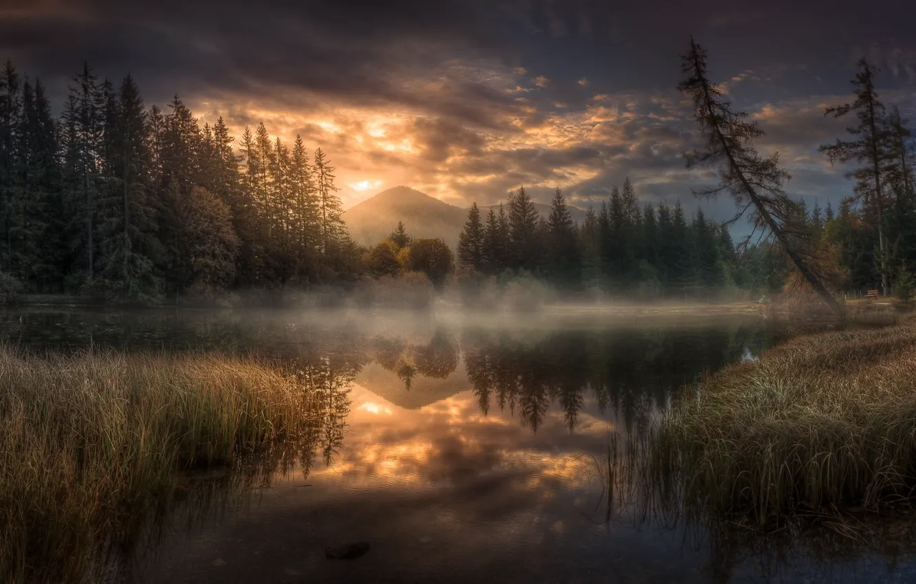 Фото обои лес, закат, туман, озеро